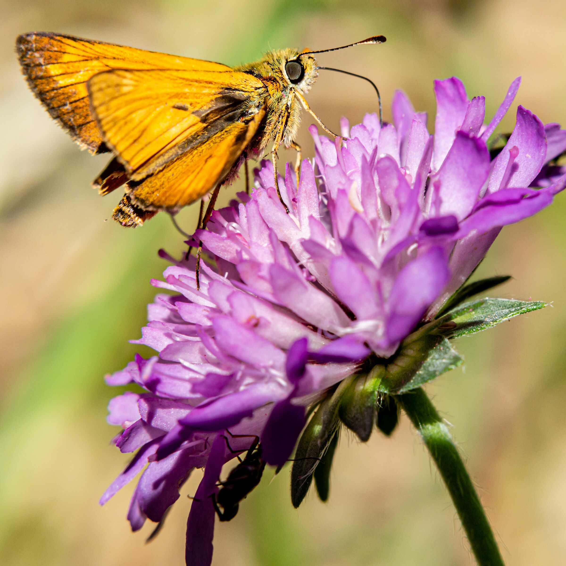 Thymelicus sylvestris