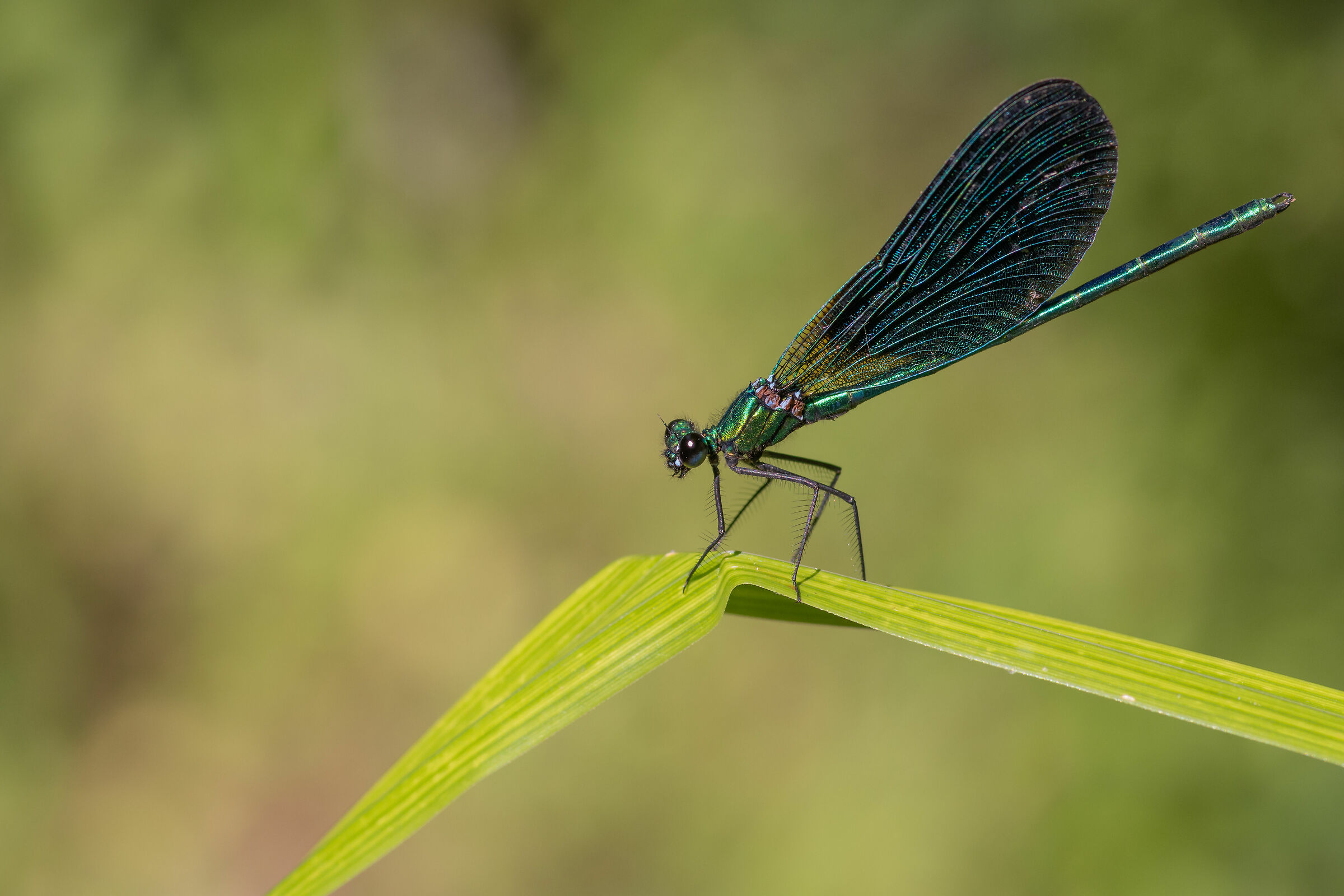 Calopteryx splendens, Liguria
