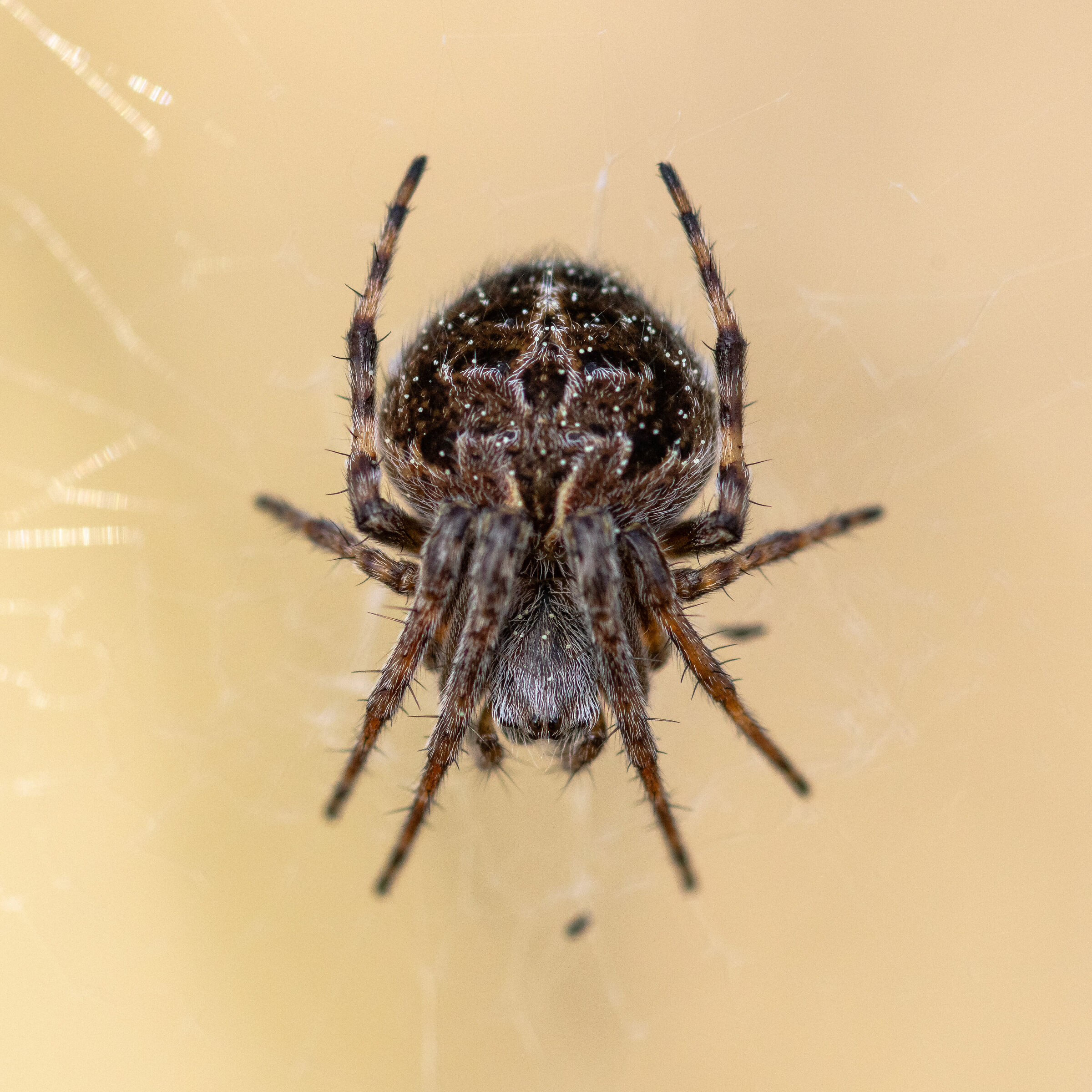 Larinioides sclopetarius, Liguria