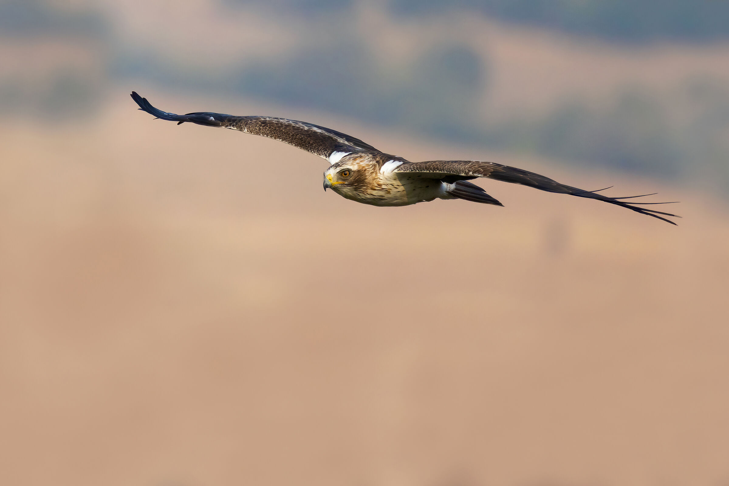 Aquila dagli stivali