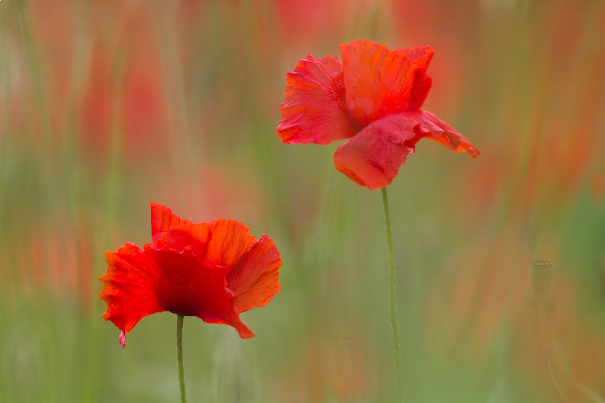 Poppies