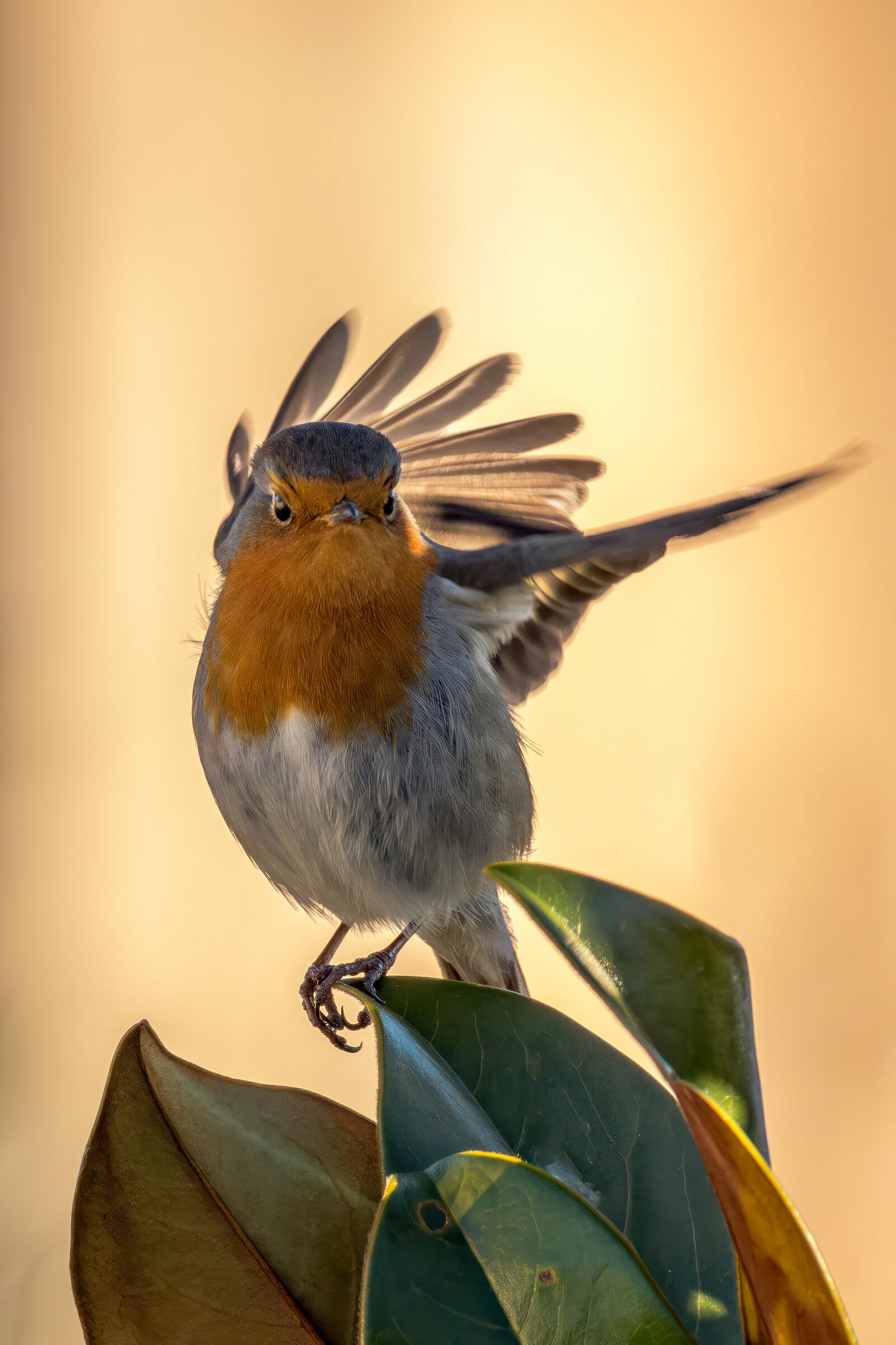 Pettirosso & Magnolia II