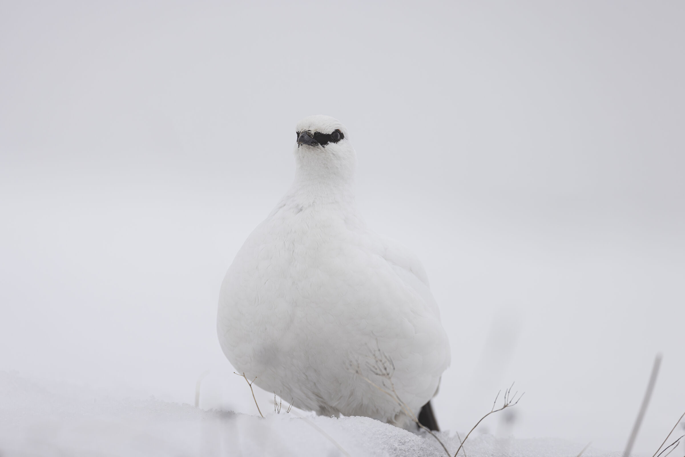 Ptarmigan