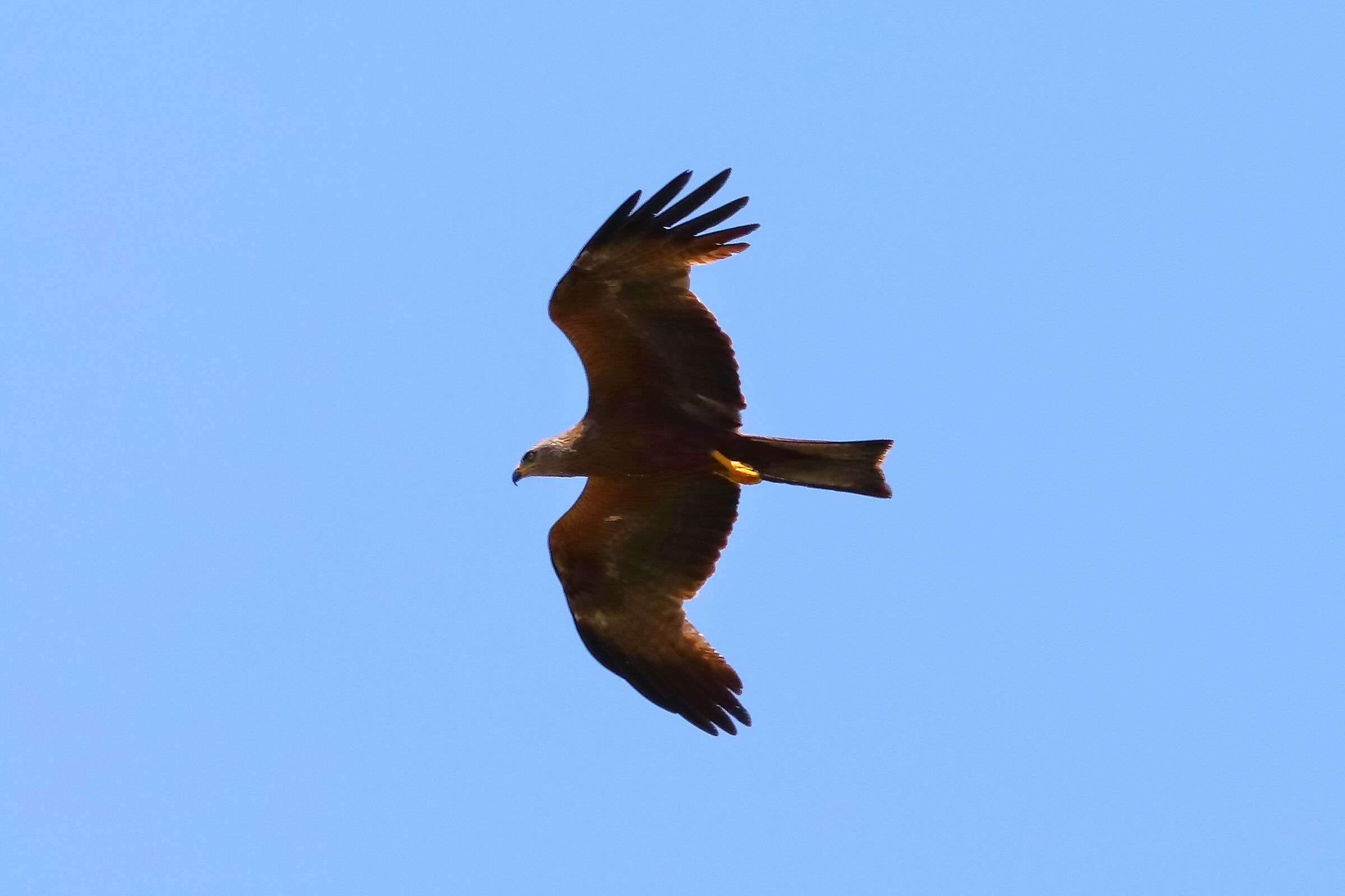 Black Kite 21-07-2023