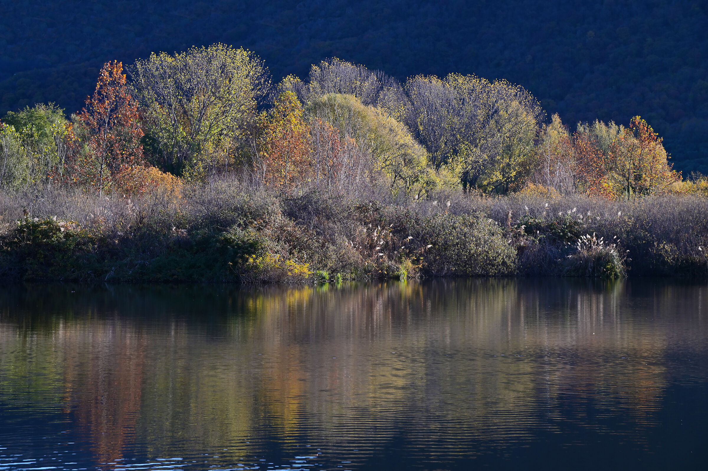 Torbiera del Sebino - Cinque