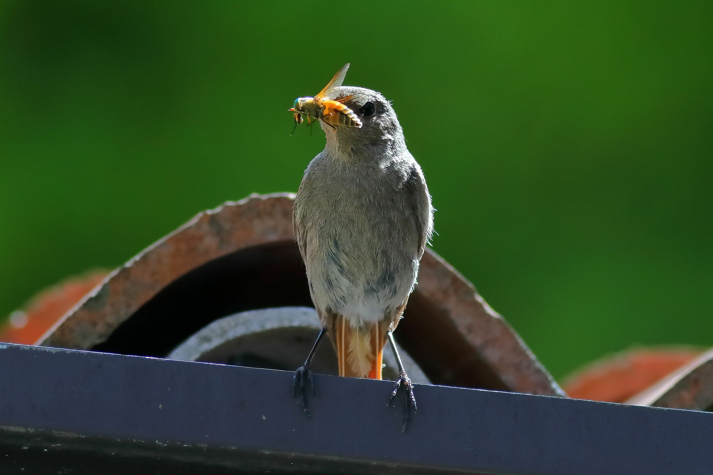 Redstart 07-07-2023