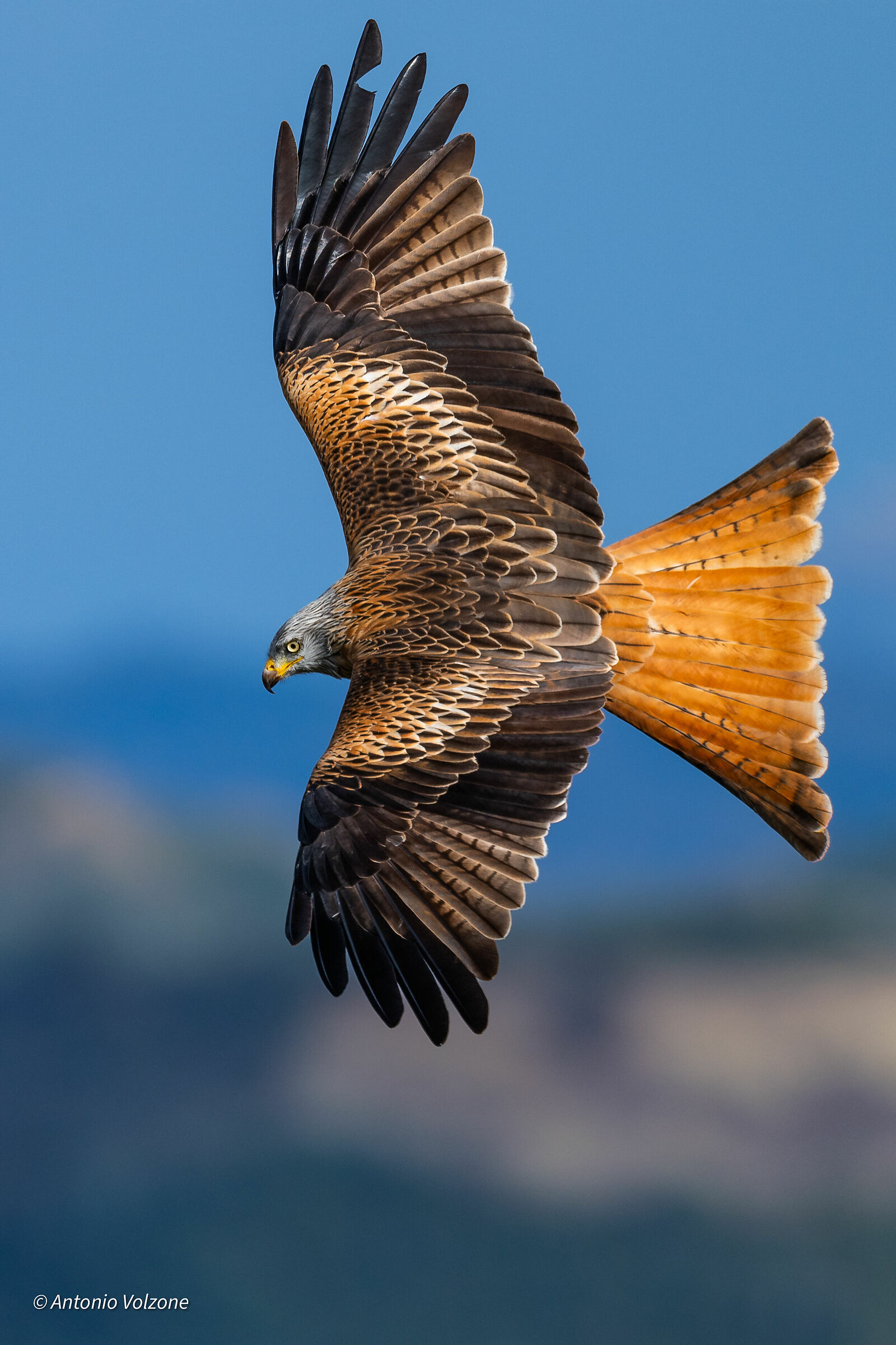 Red kite