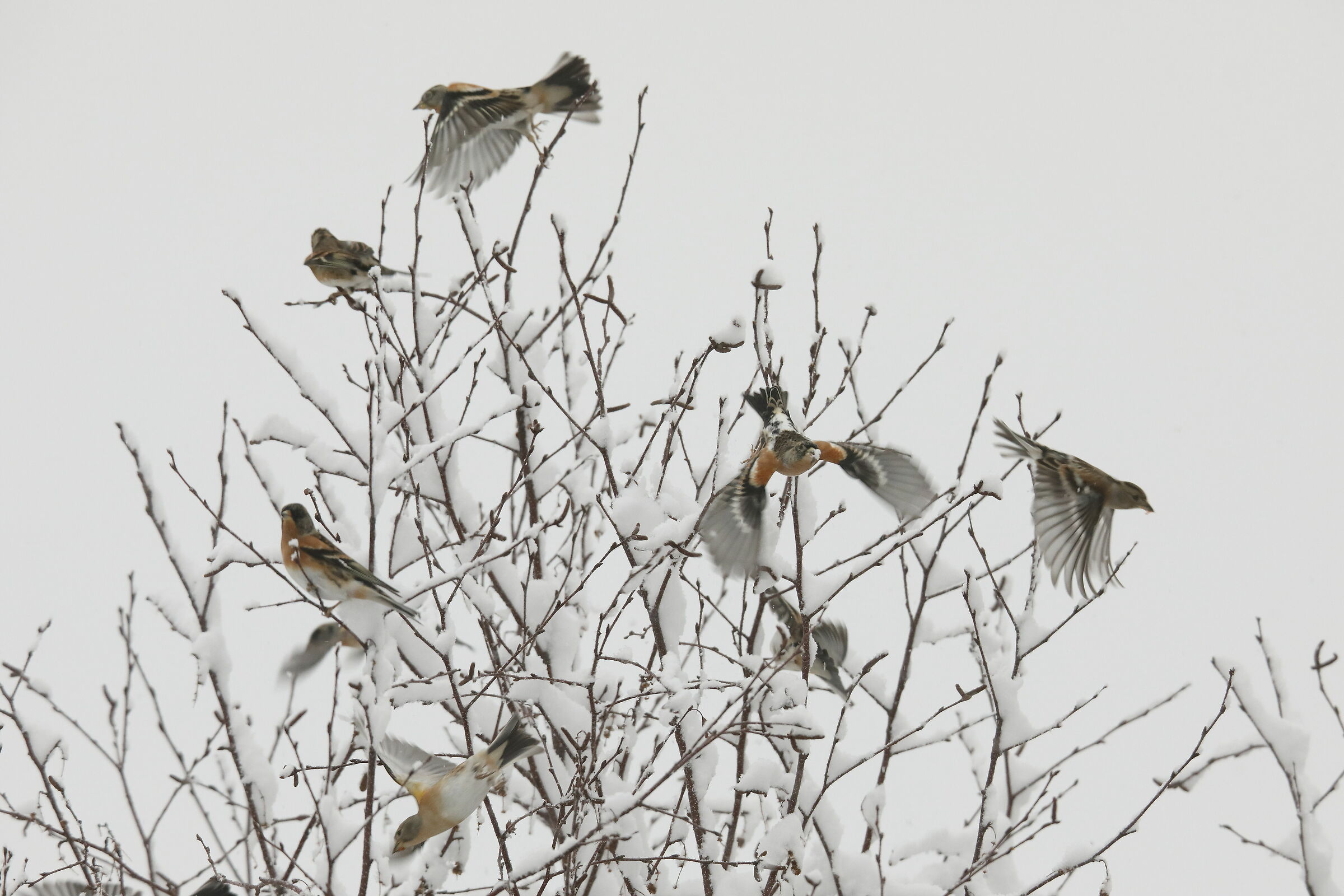 Peppole in movimento