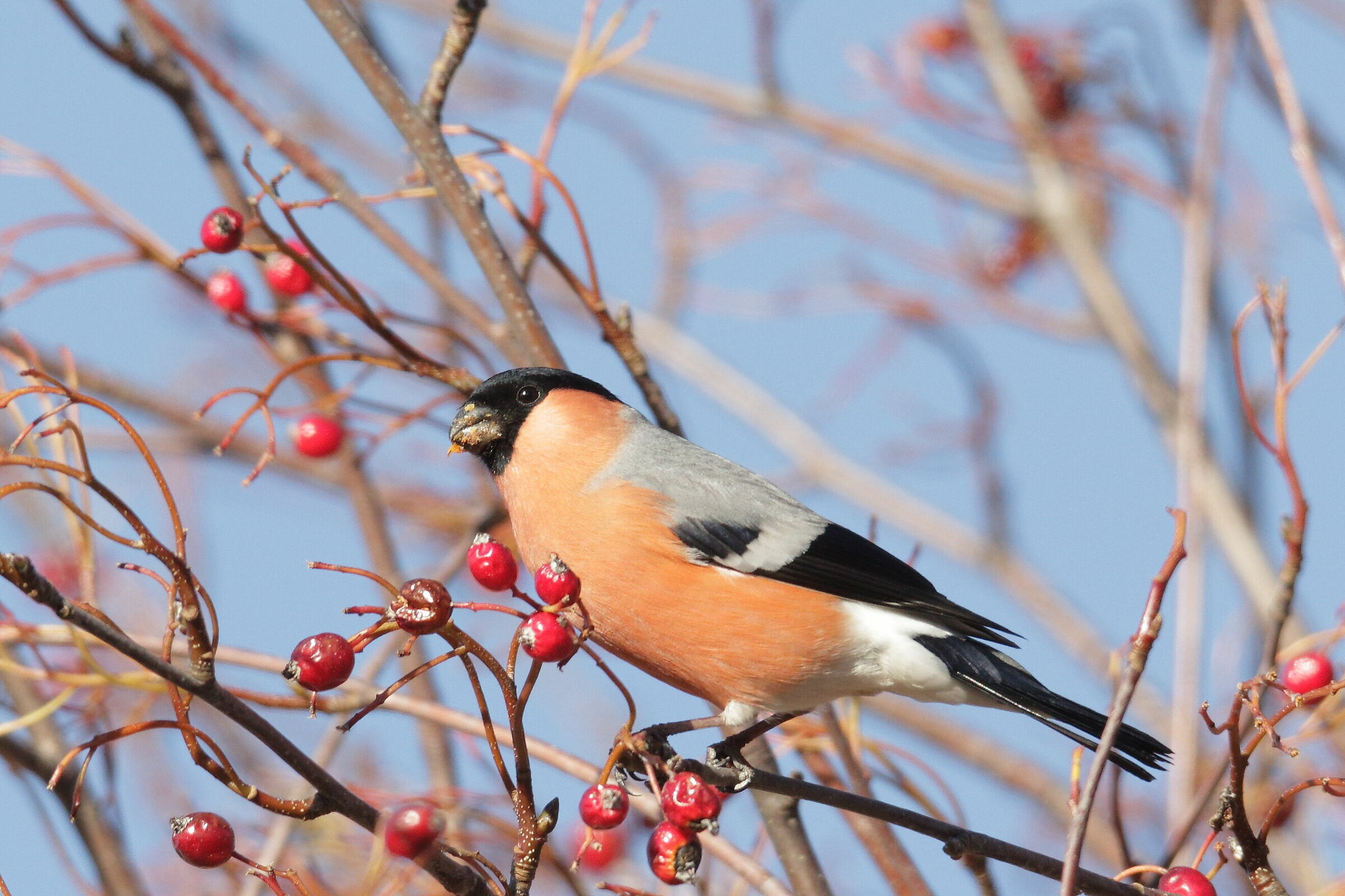 Eurasian bullfinch