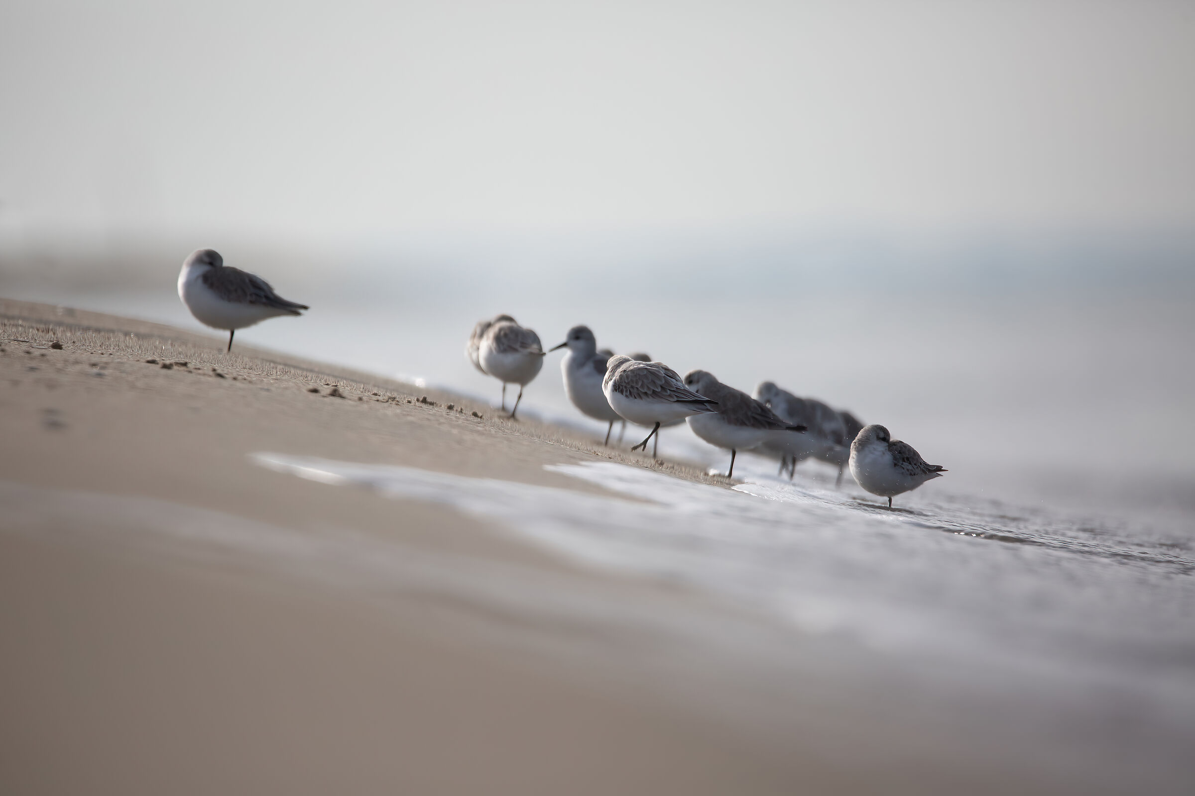Three-toed wave