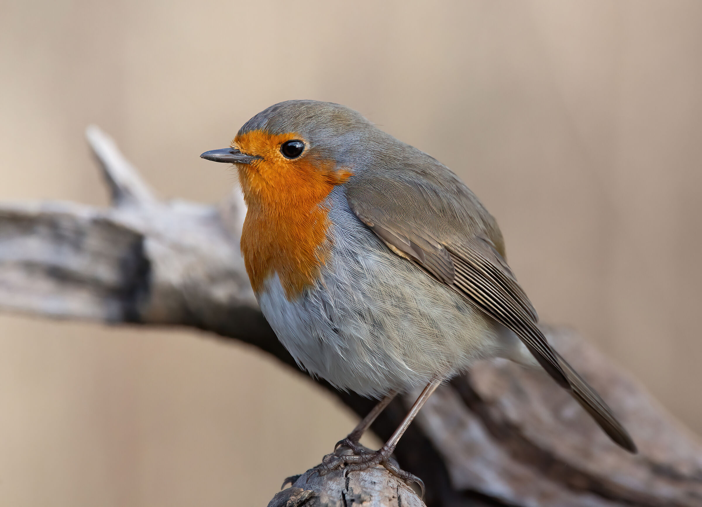 Portrait of a robin