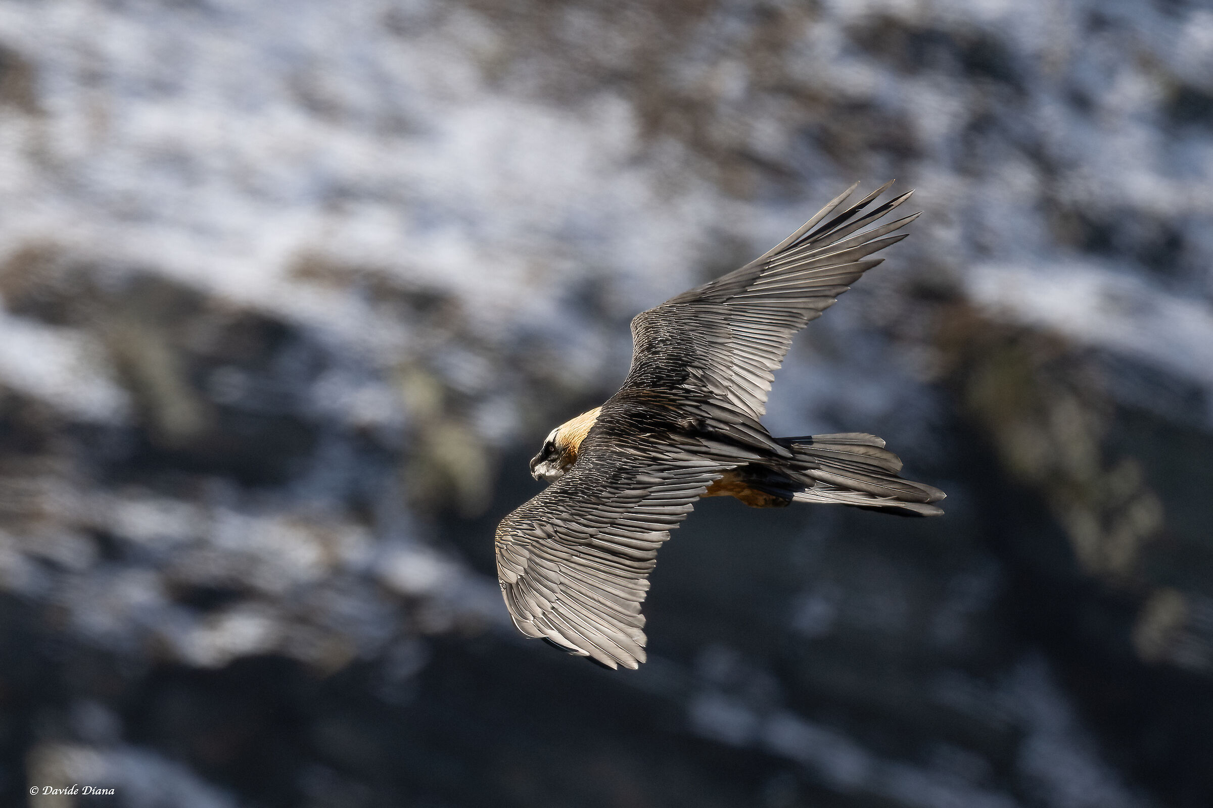 Gypaetus barbatus