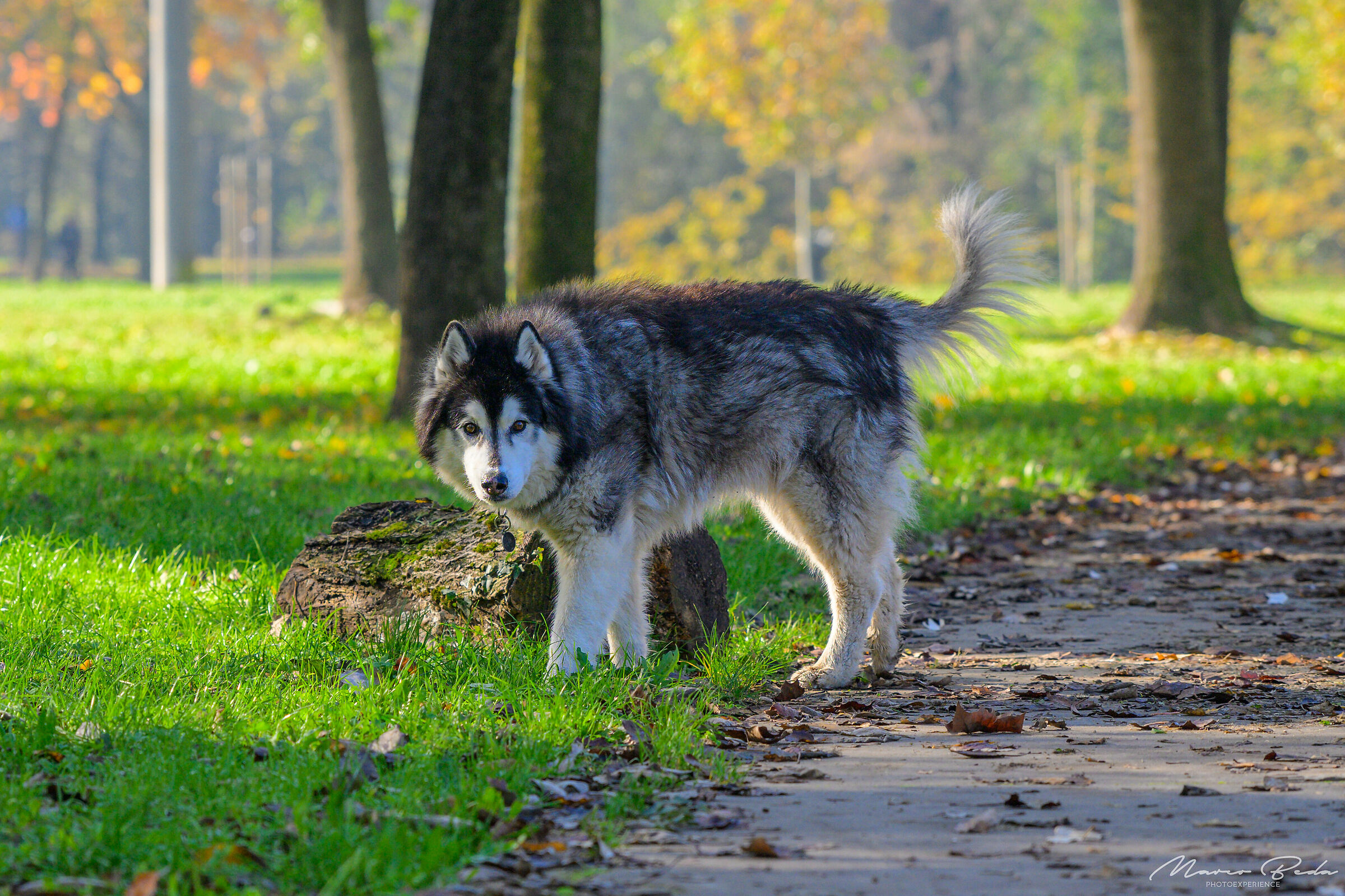 al parco...