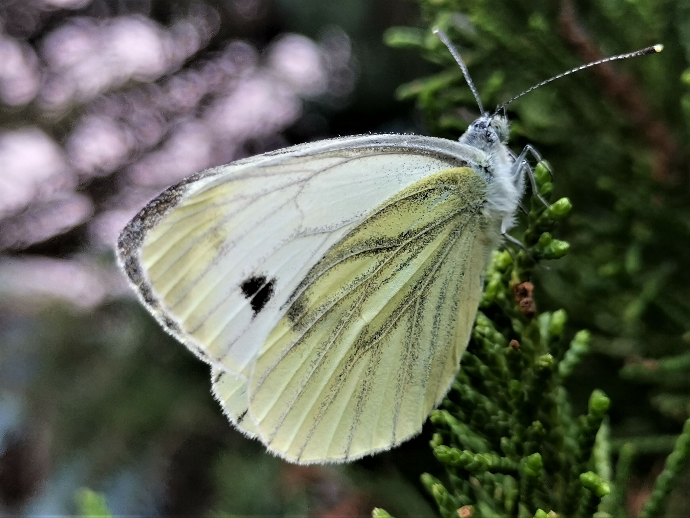 ...... An original perch for tired butterfly.....