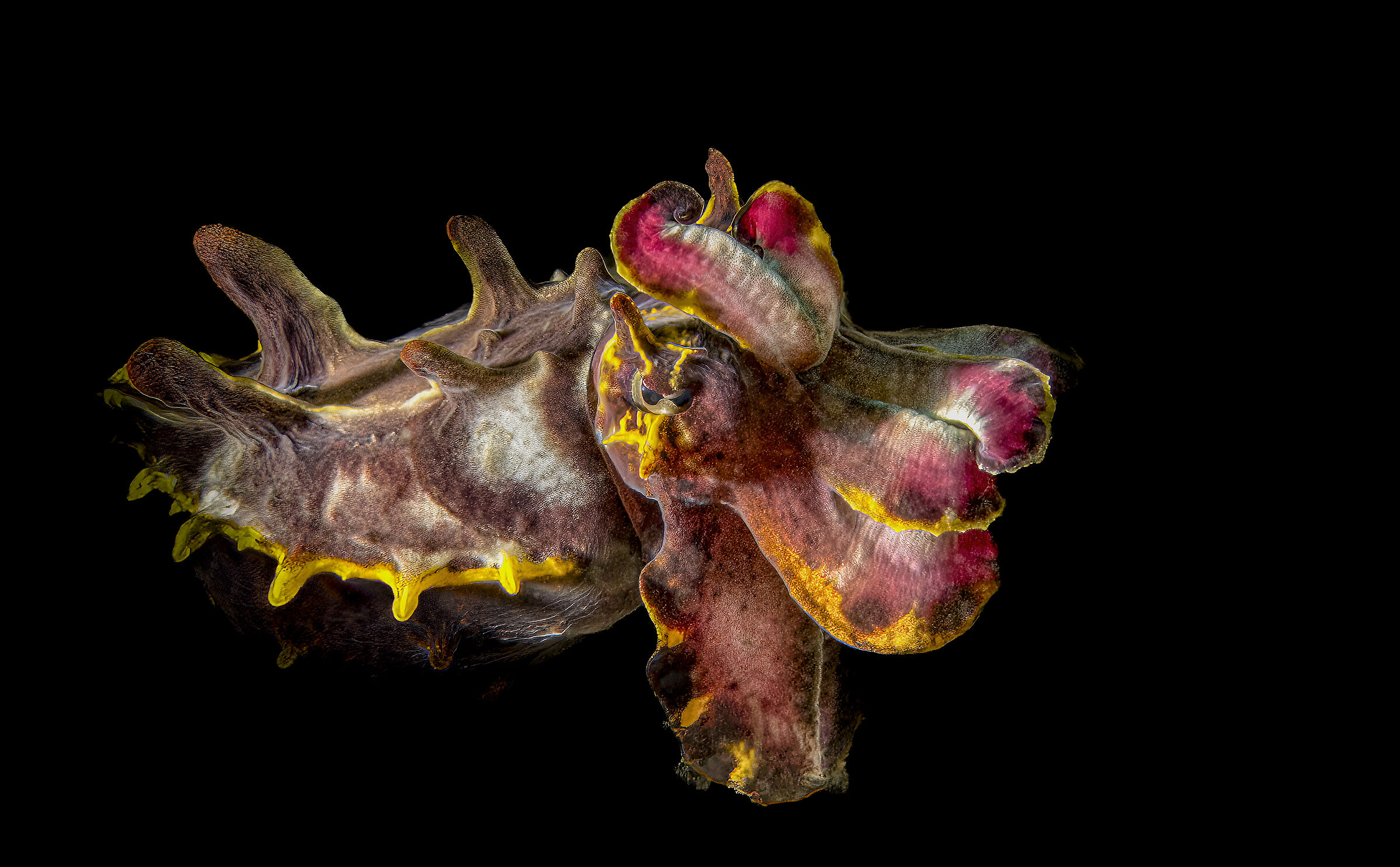 Flamboyant Cuttlefish (Metasepia pfefferi)