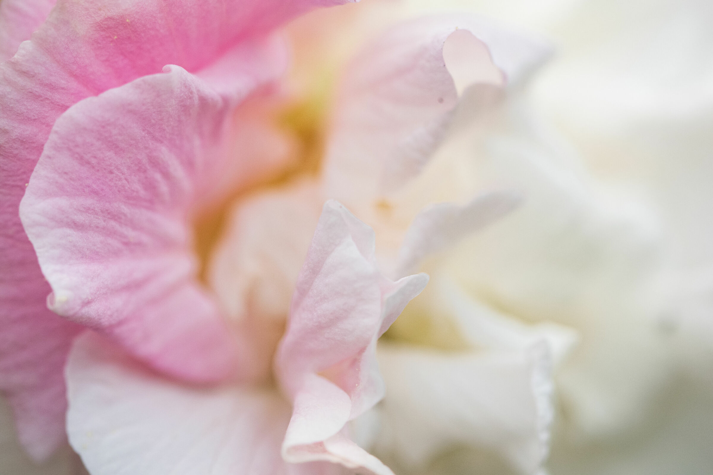 The delicacy of a hibiscus in November