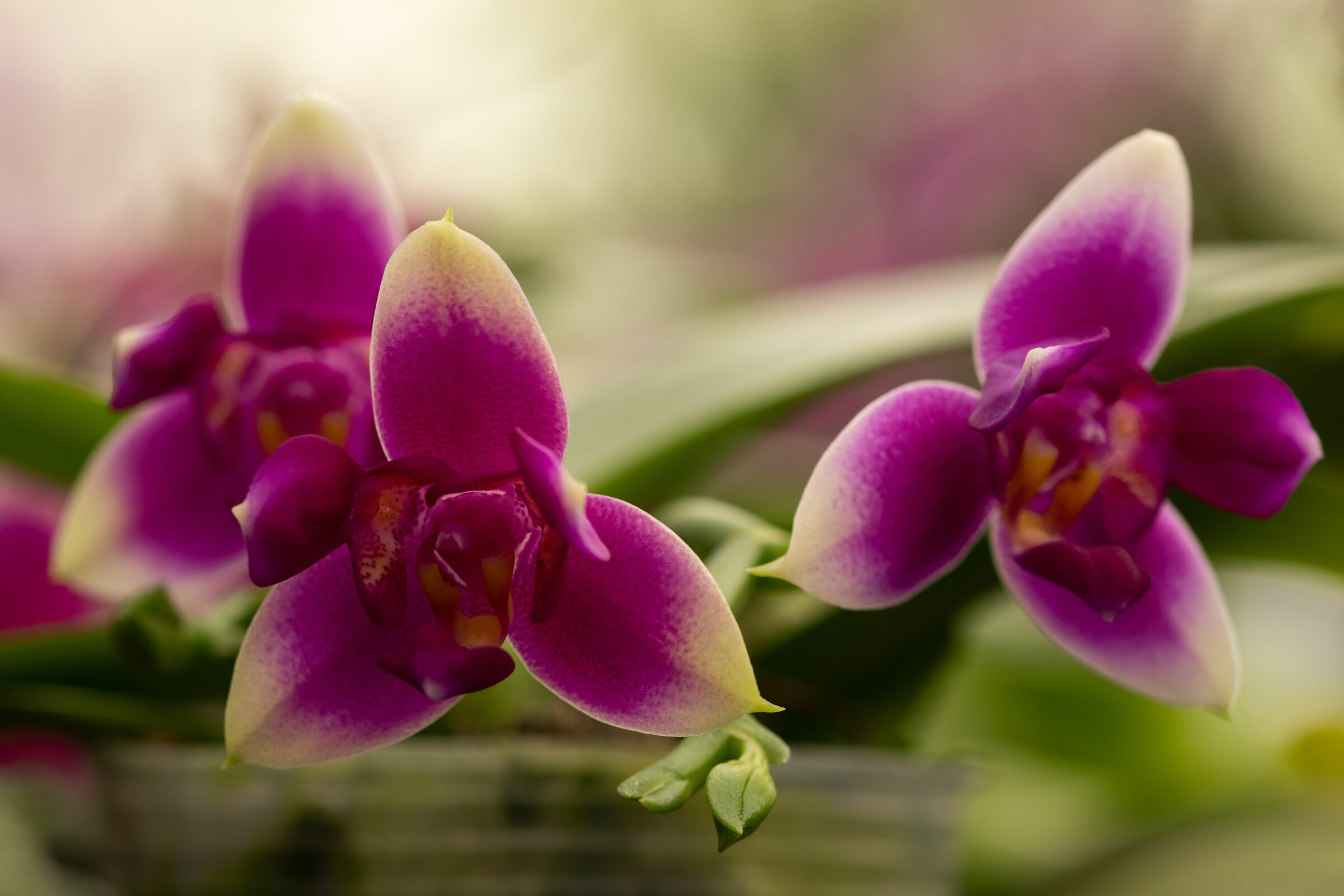 Phalaenopsis Vio Vio Cat-Face