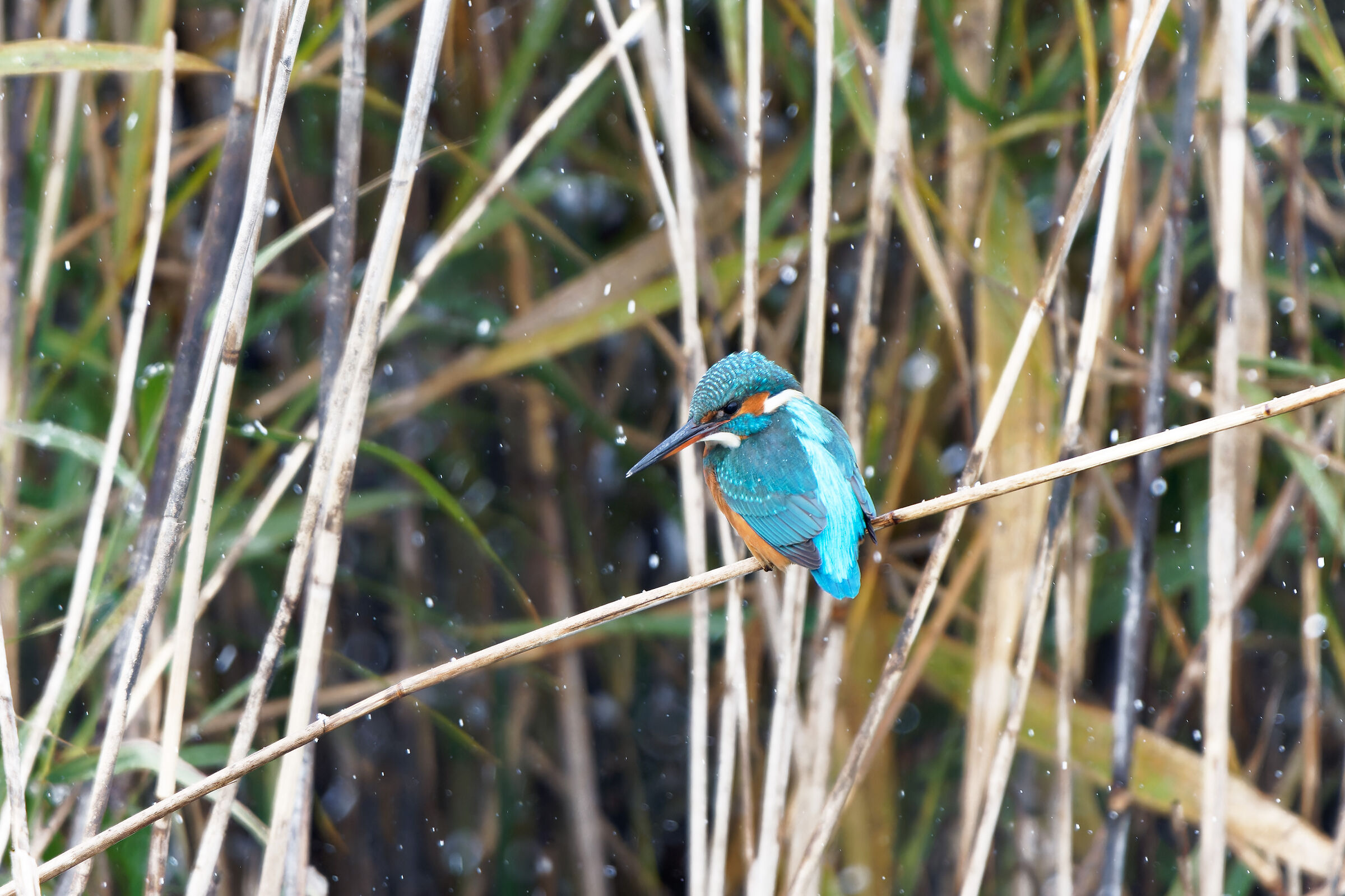 A pesca sotto la neve