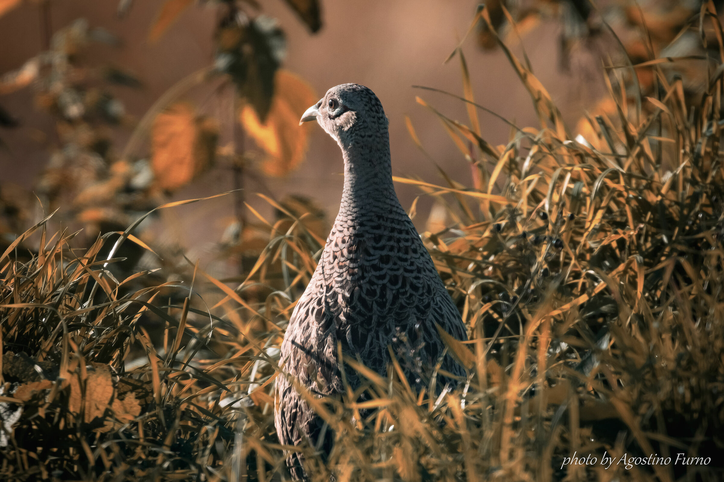 Female pheasant... Watching the enemy (Bang)