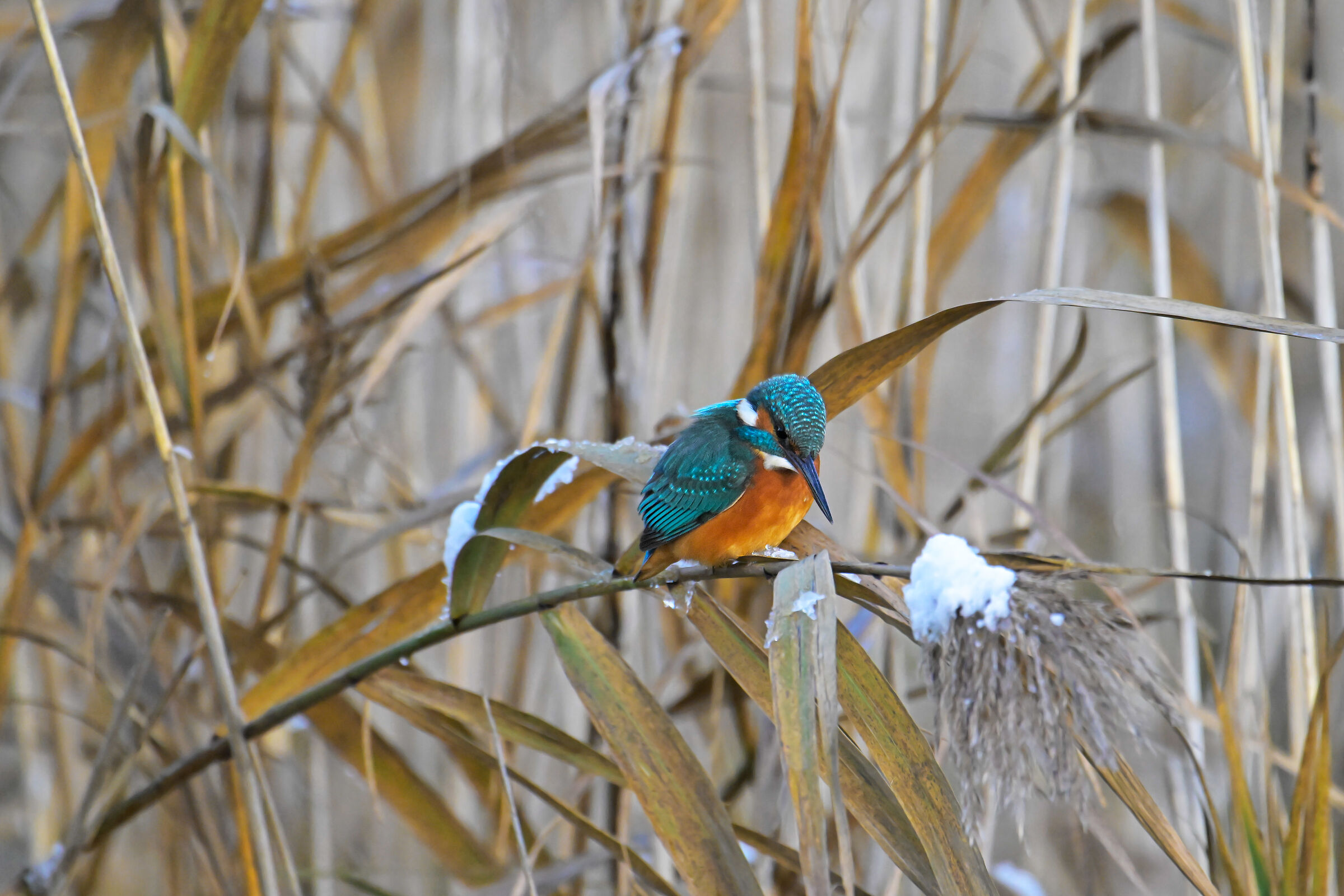 Female kingfisher