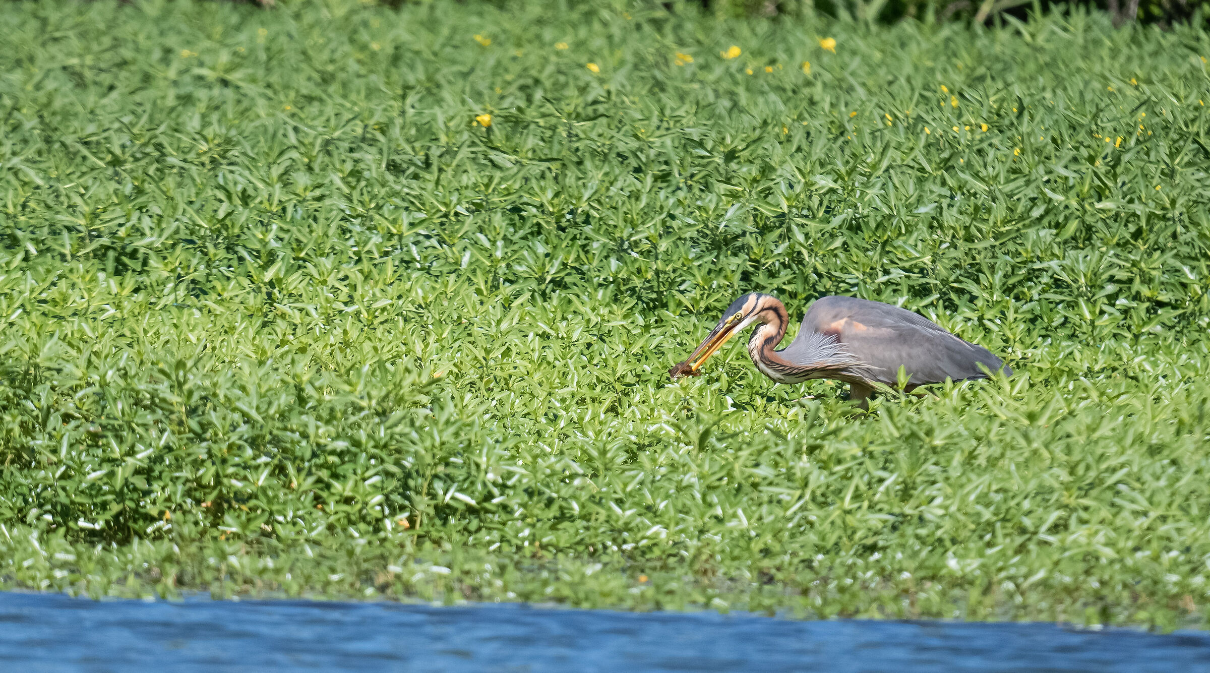 airone rosso con gambero