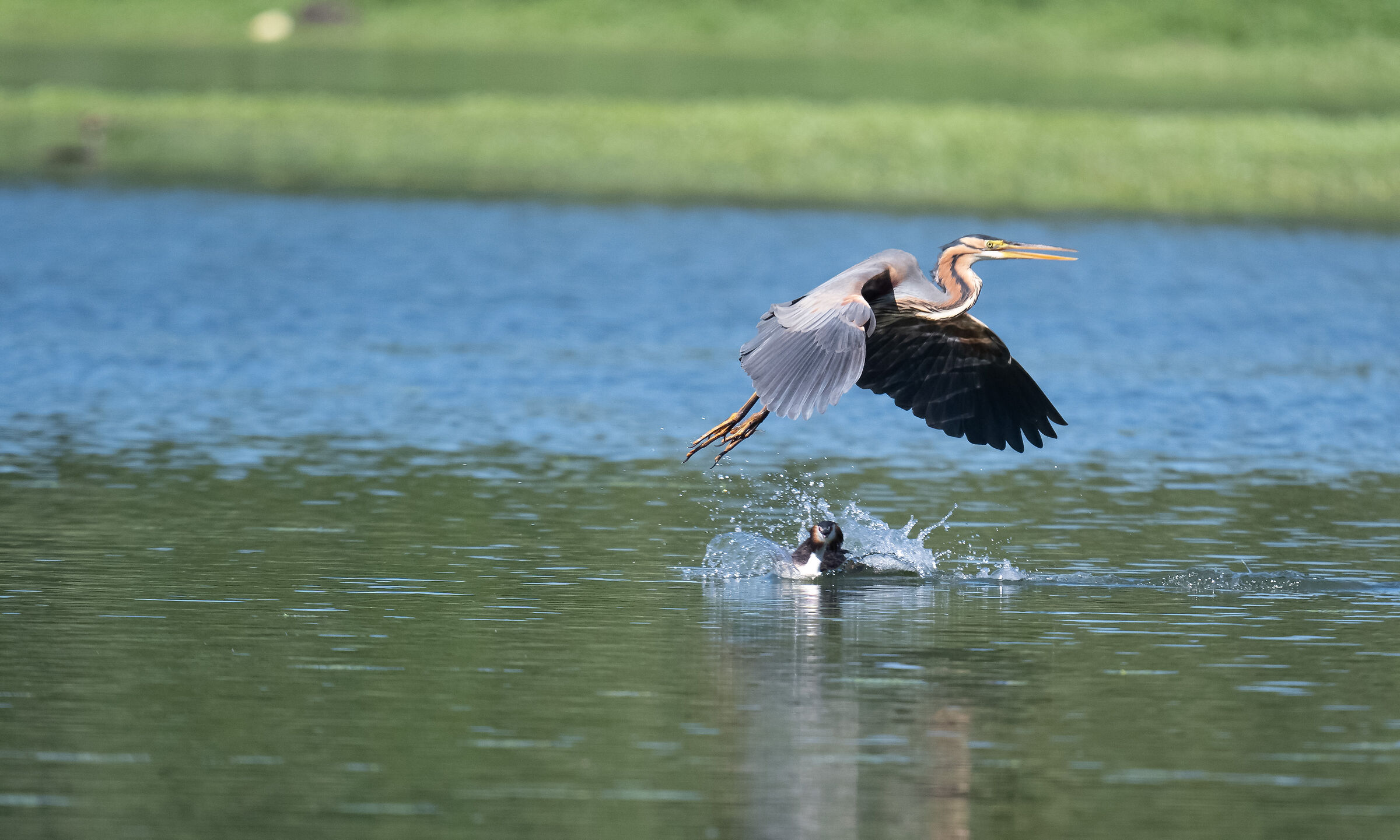 airone rosso con svasso