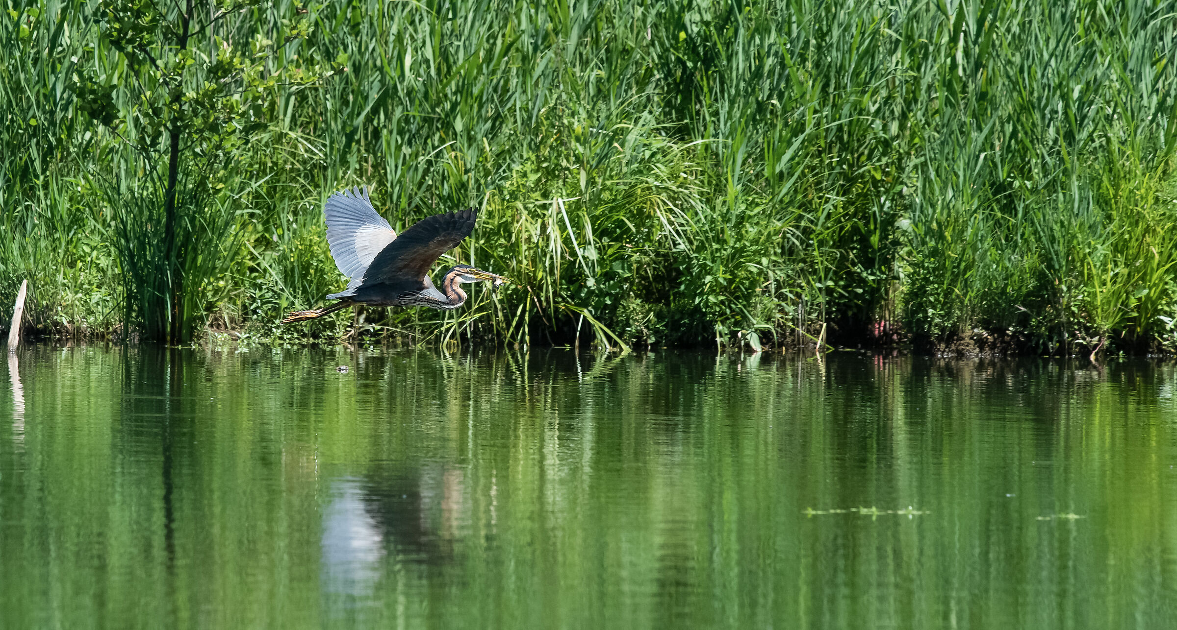 airone rosso con pesce