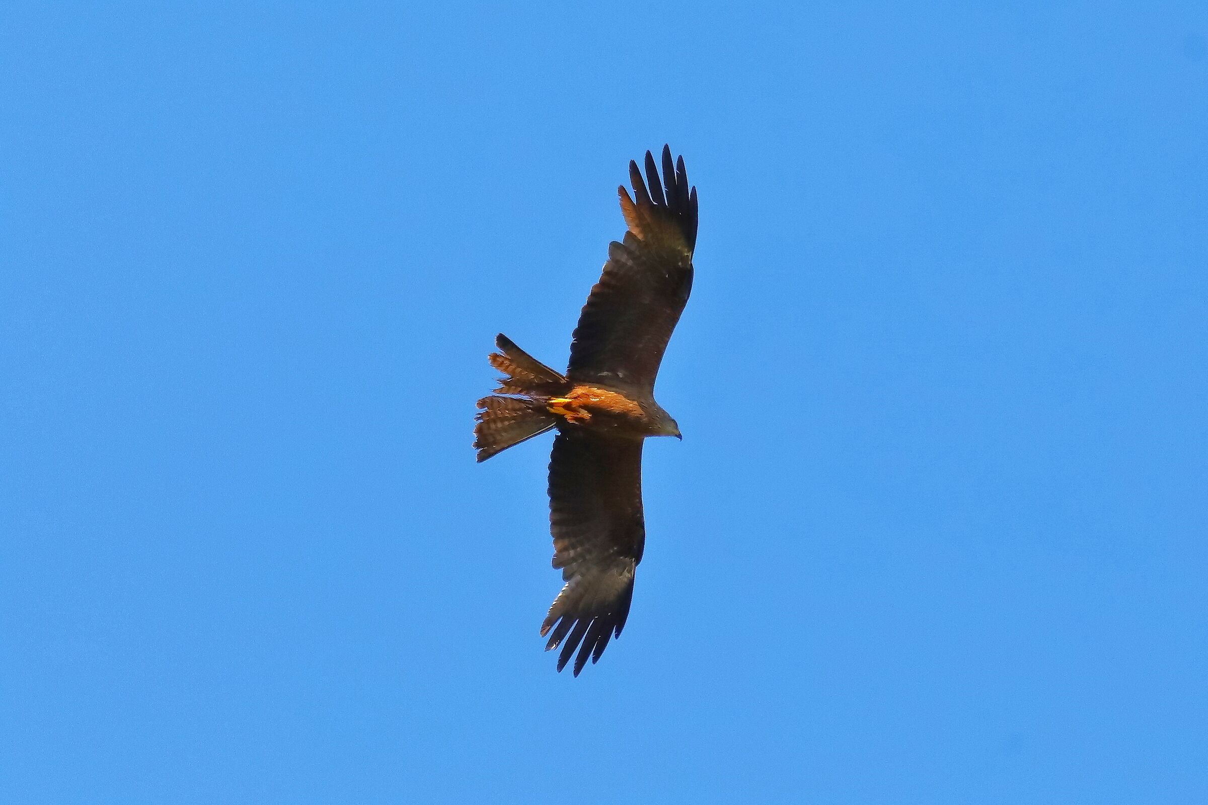 Black Kite 09-07-2023