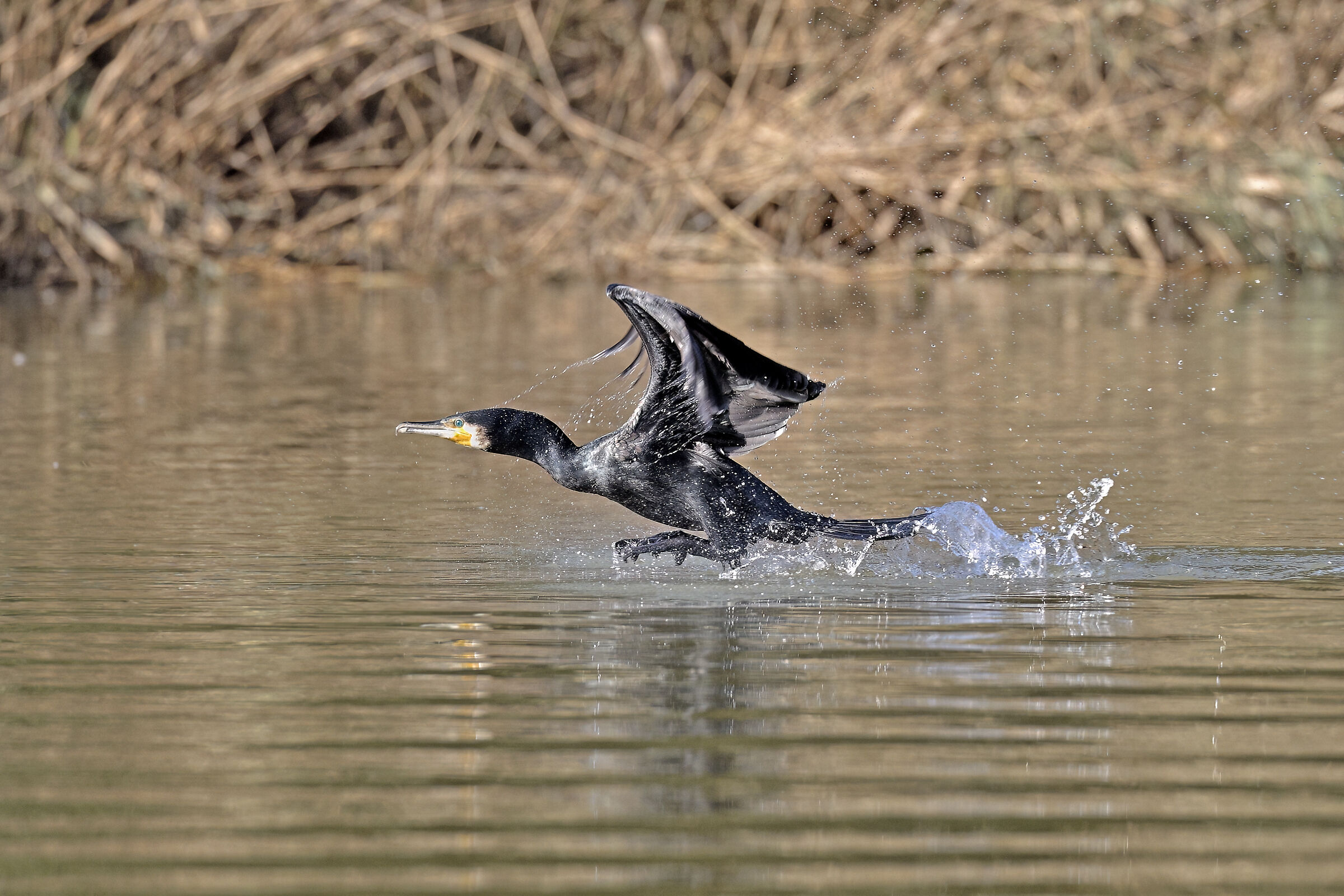 Il Balzo. (cormorano)