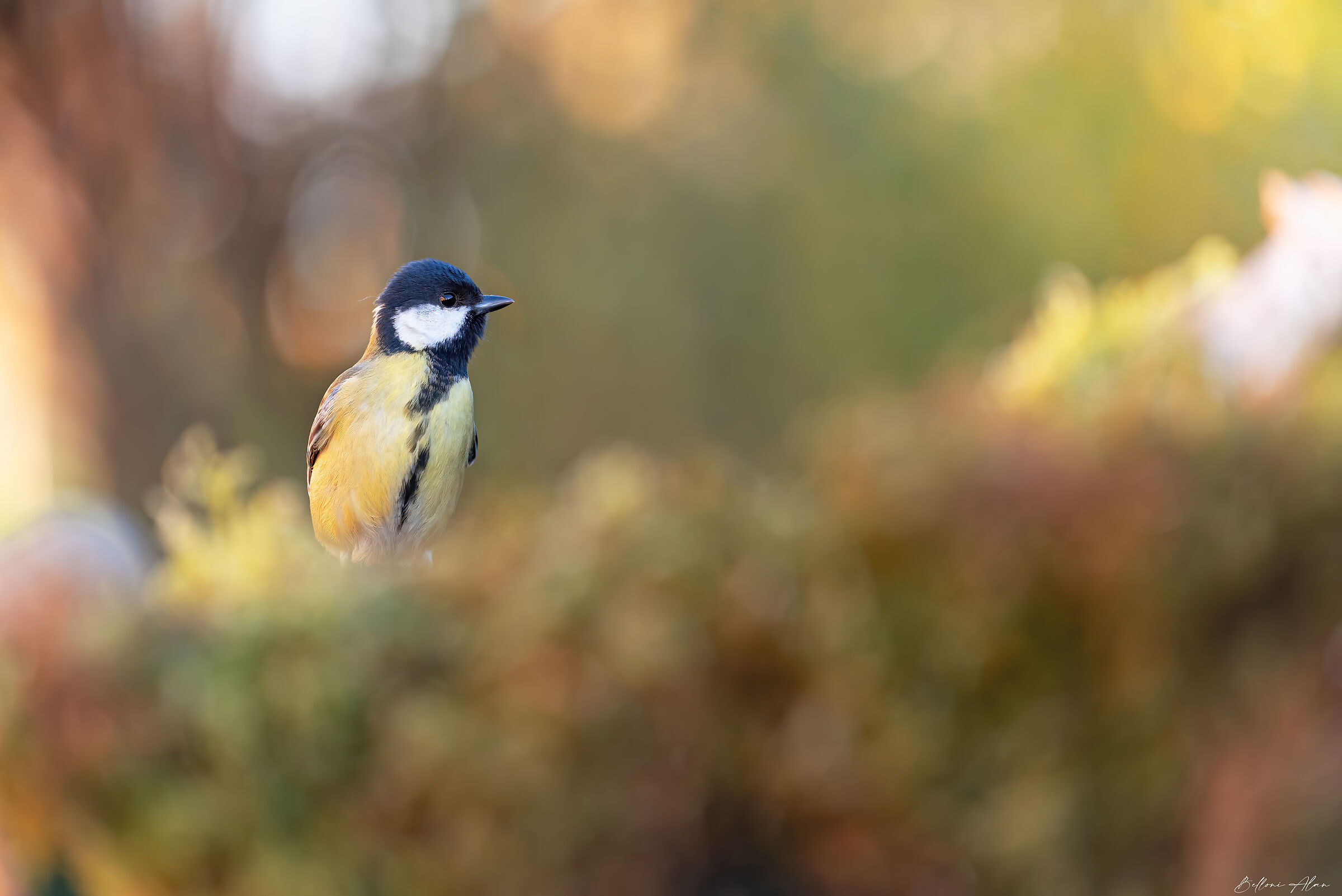 Titmouse with autumn colors.