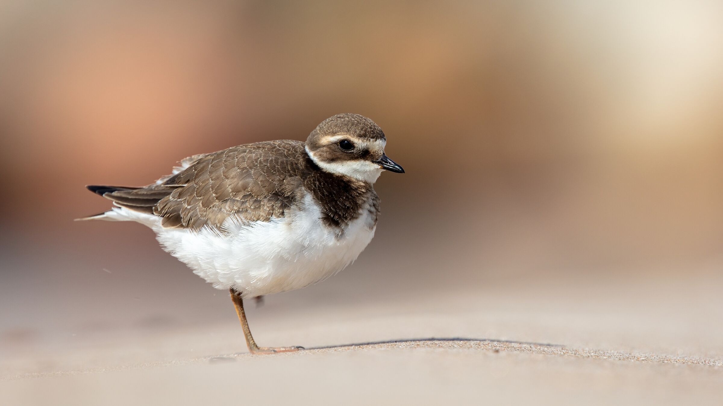 Charadrius hiaticula