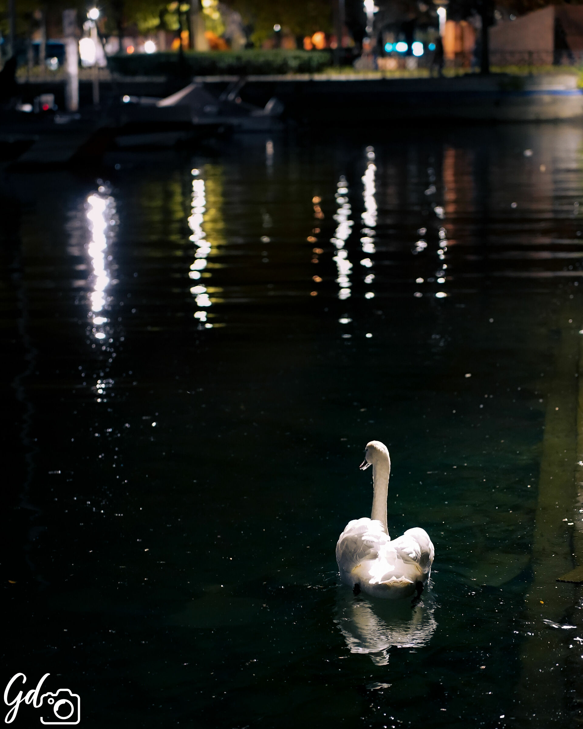 Swan on Lake Como #2