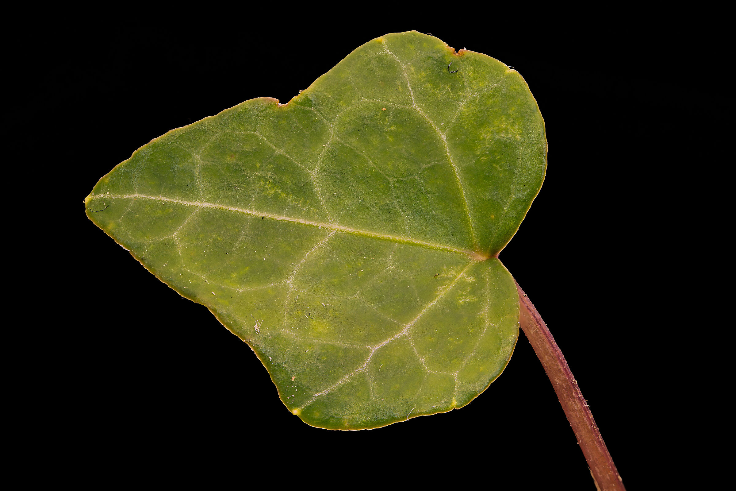 Ivy leaf