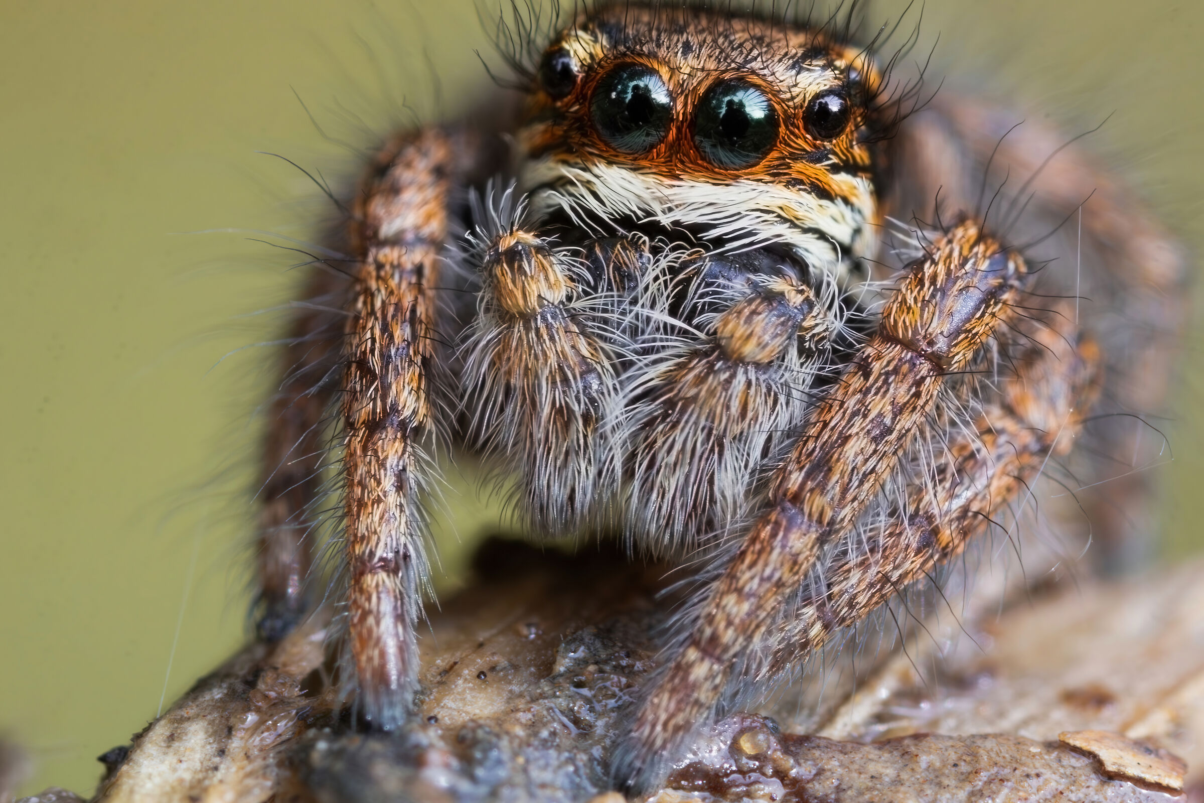 Salticidae sp.