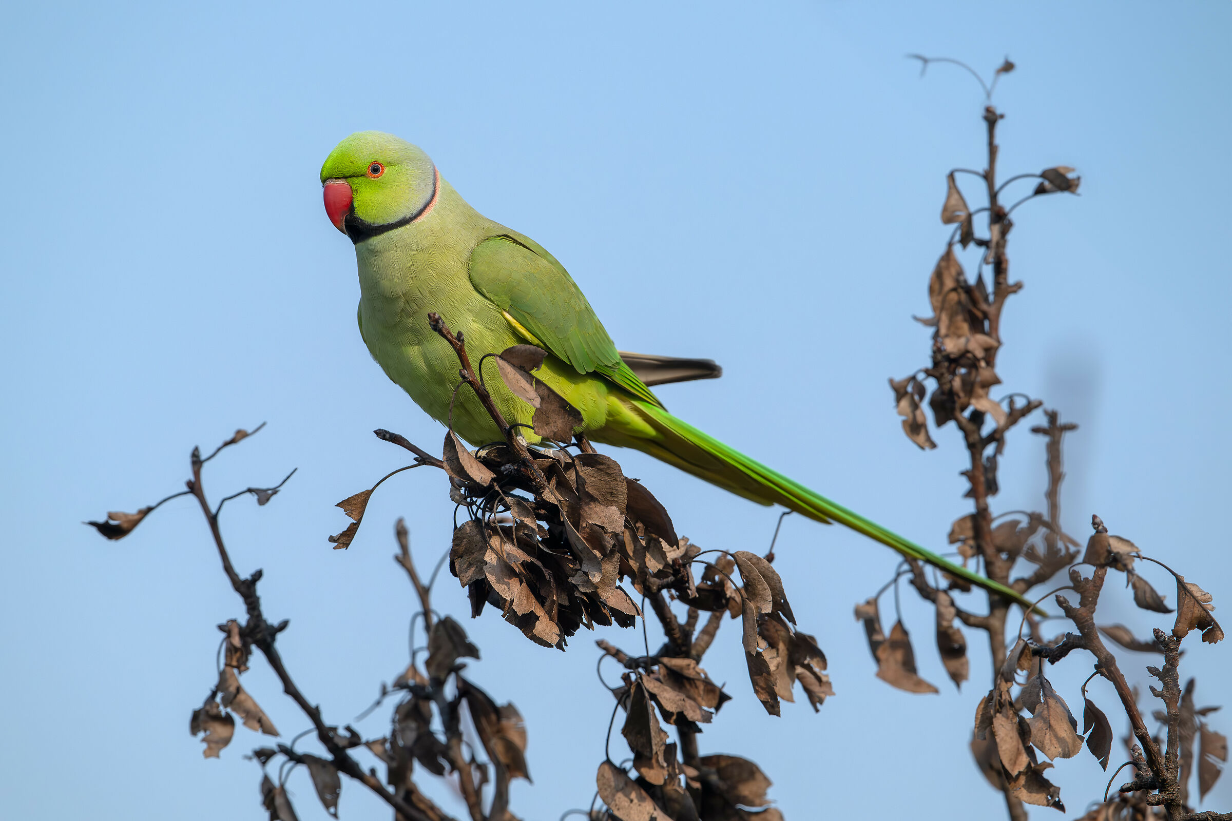 Parakeet #capannocora