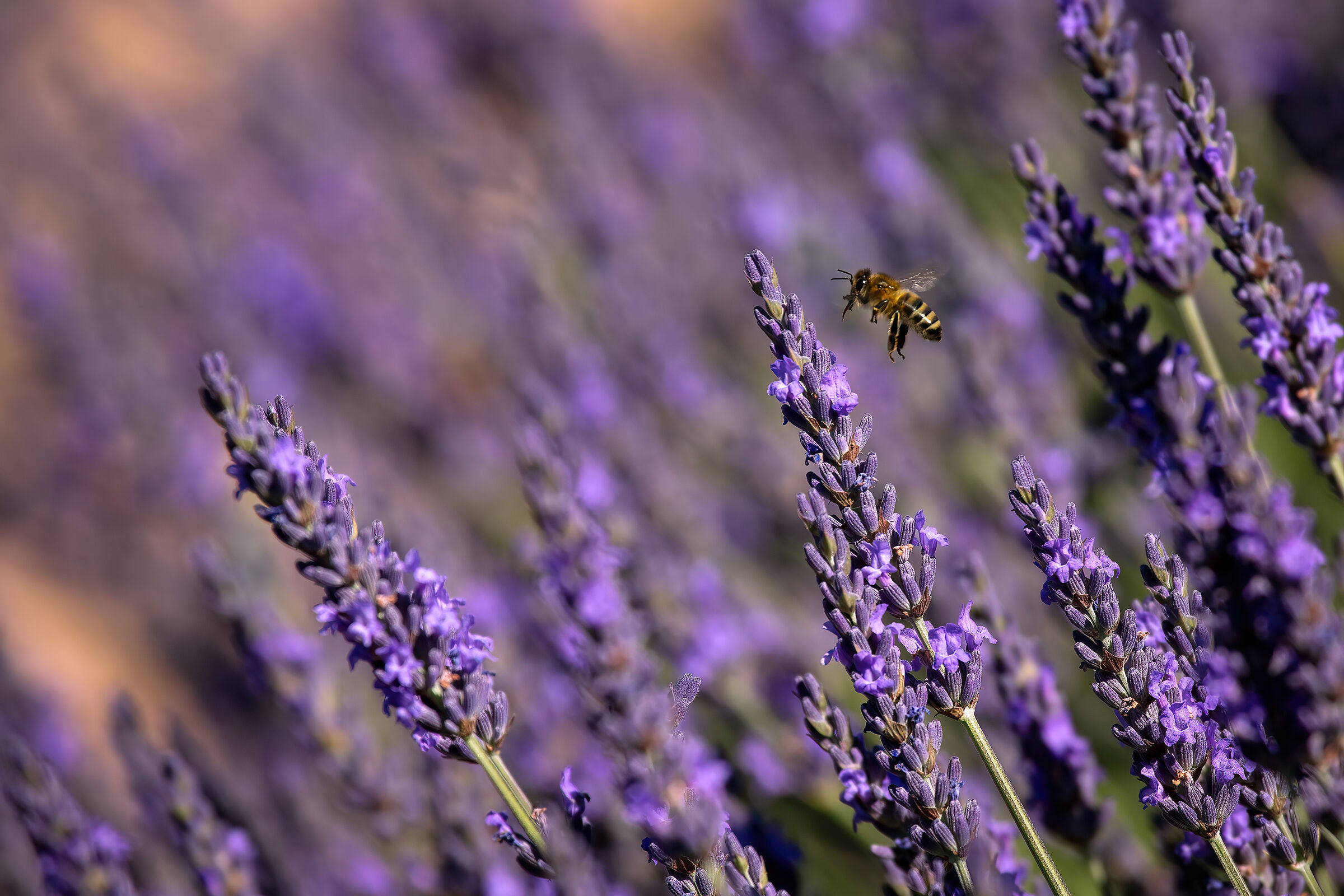 Ape su lavanda
