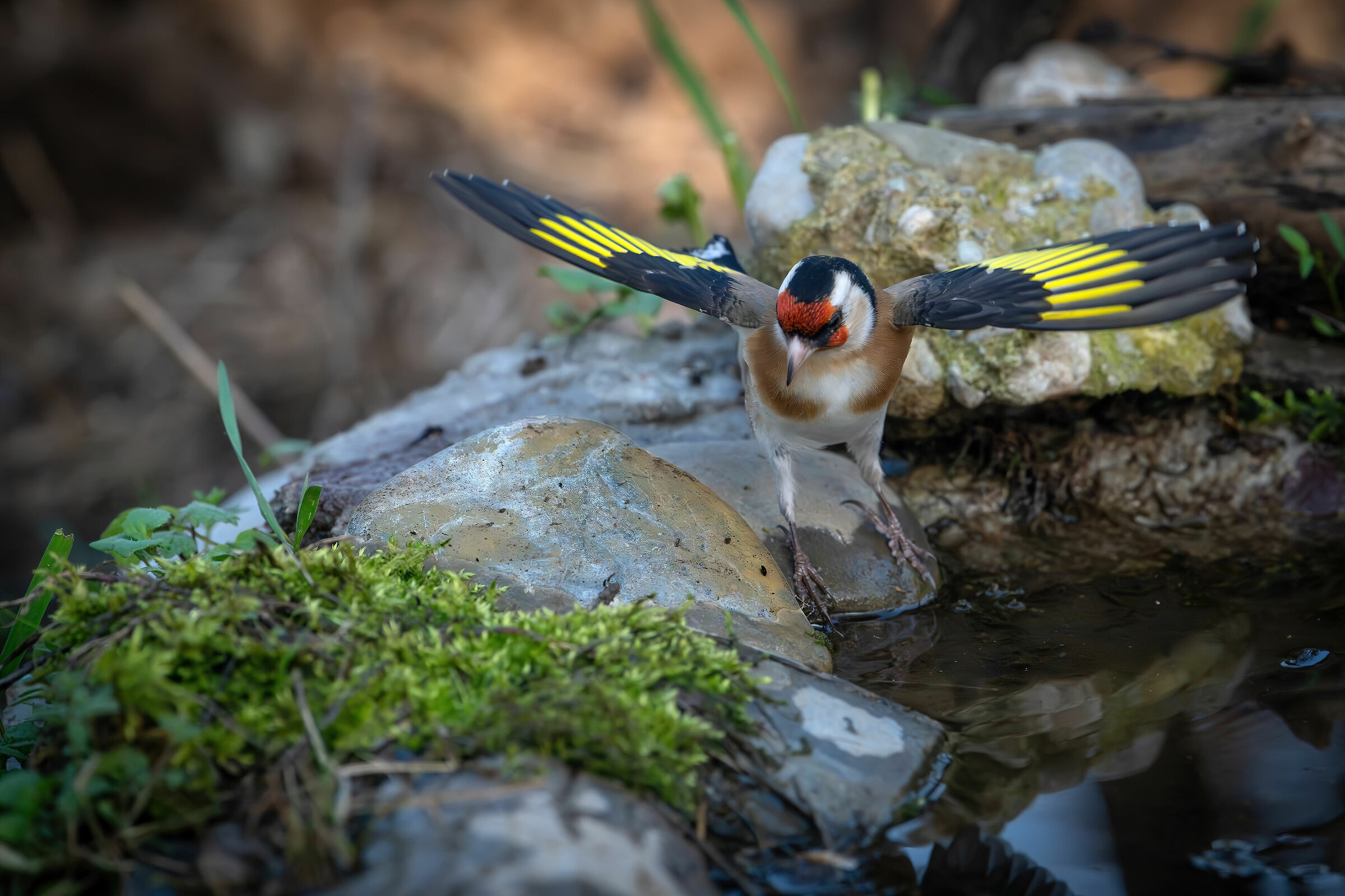 Goldfinch #capannocora