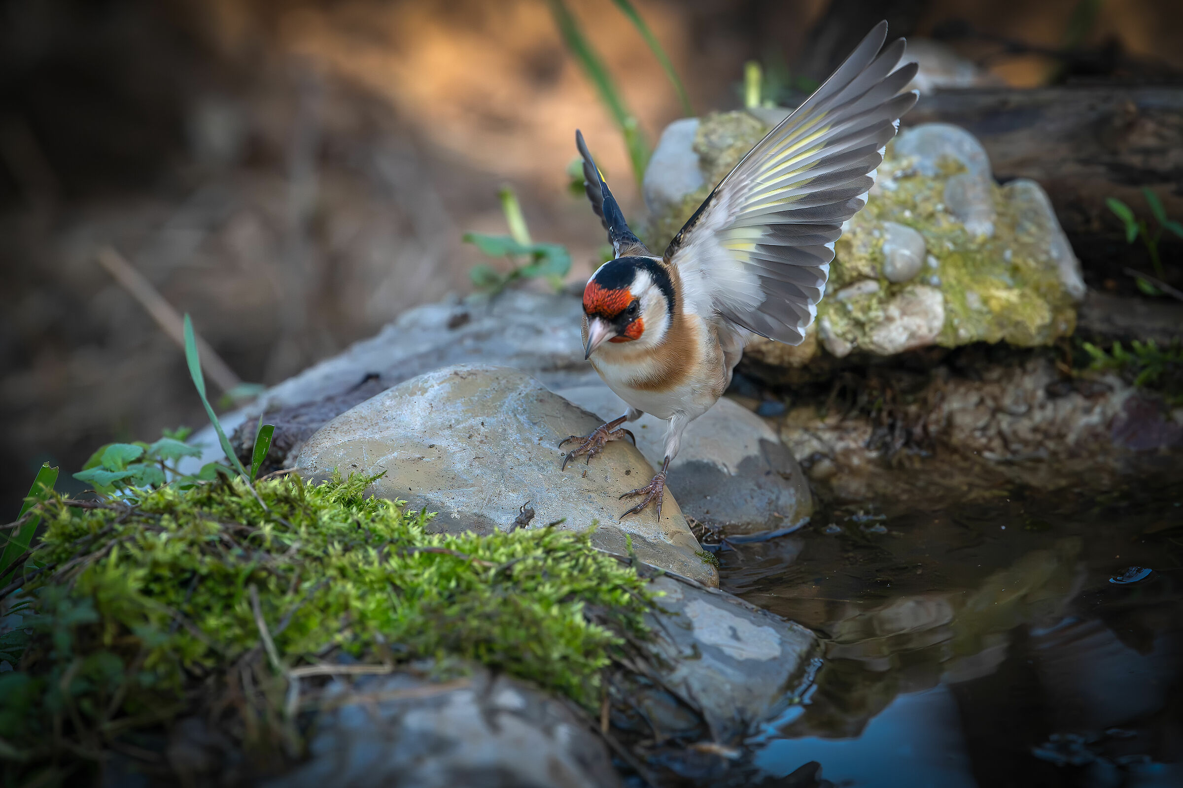 Goldfinch #capannocora