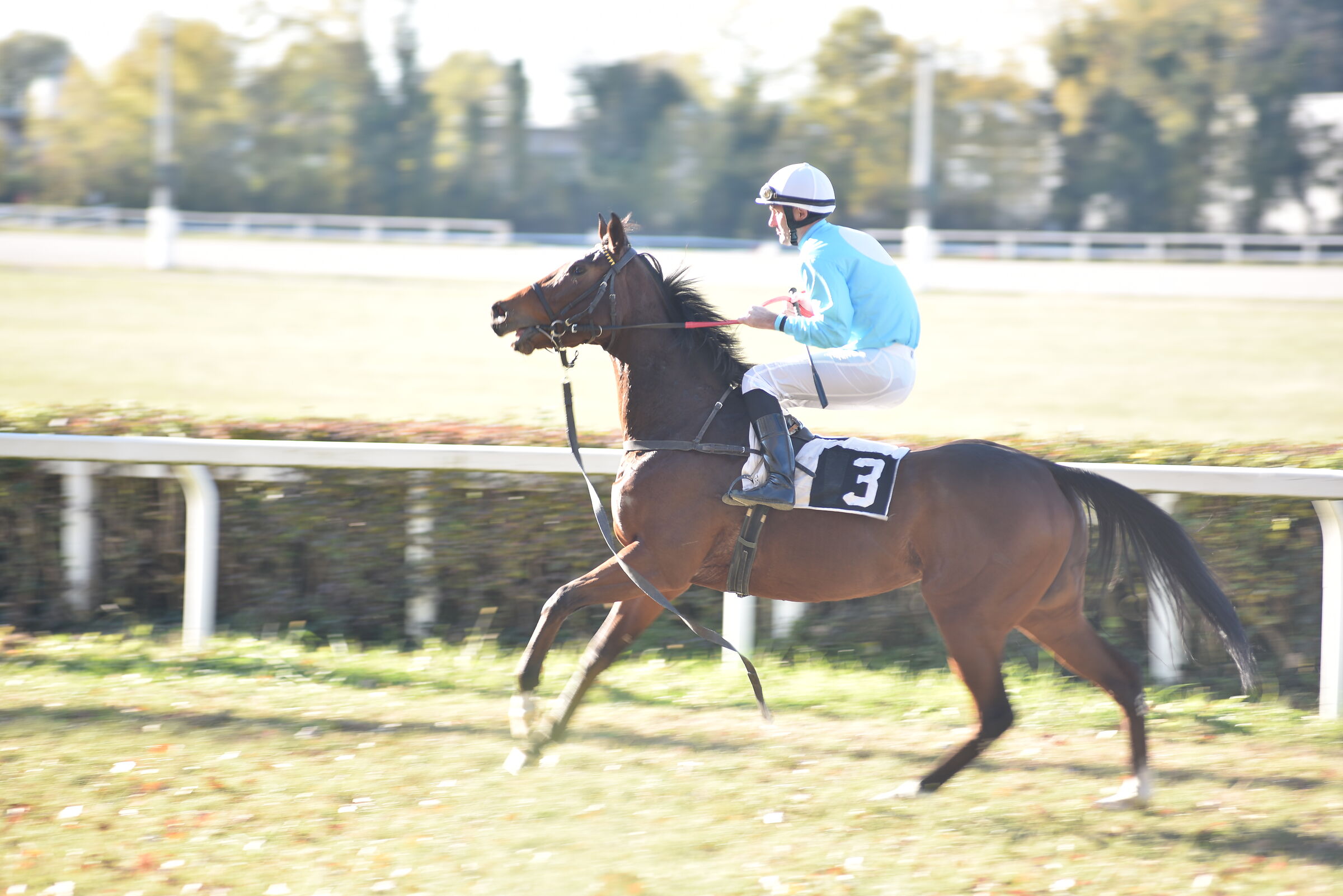 Sgabbiata anticipata