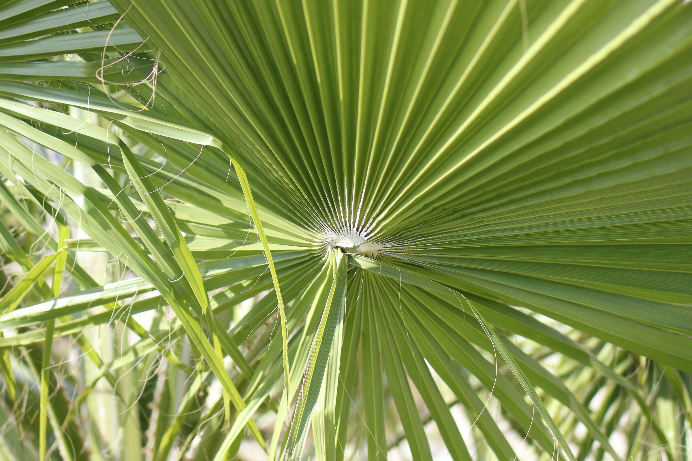 " @ F. 1.8 ", Milvus Zeiss 50, 1.4 - Canon 7 D II