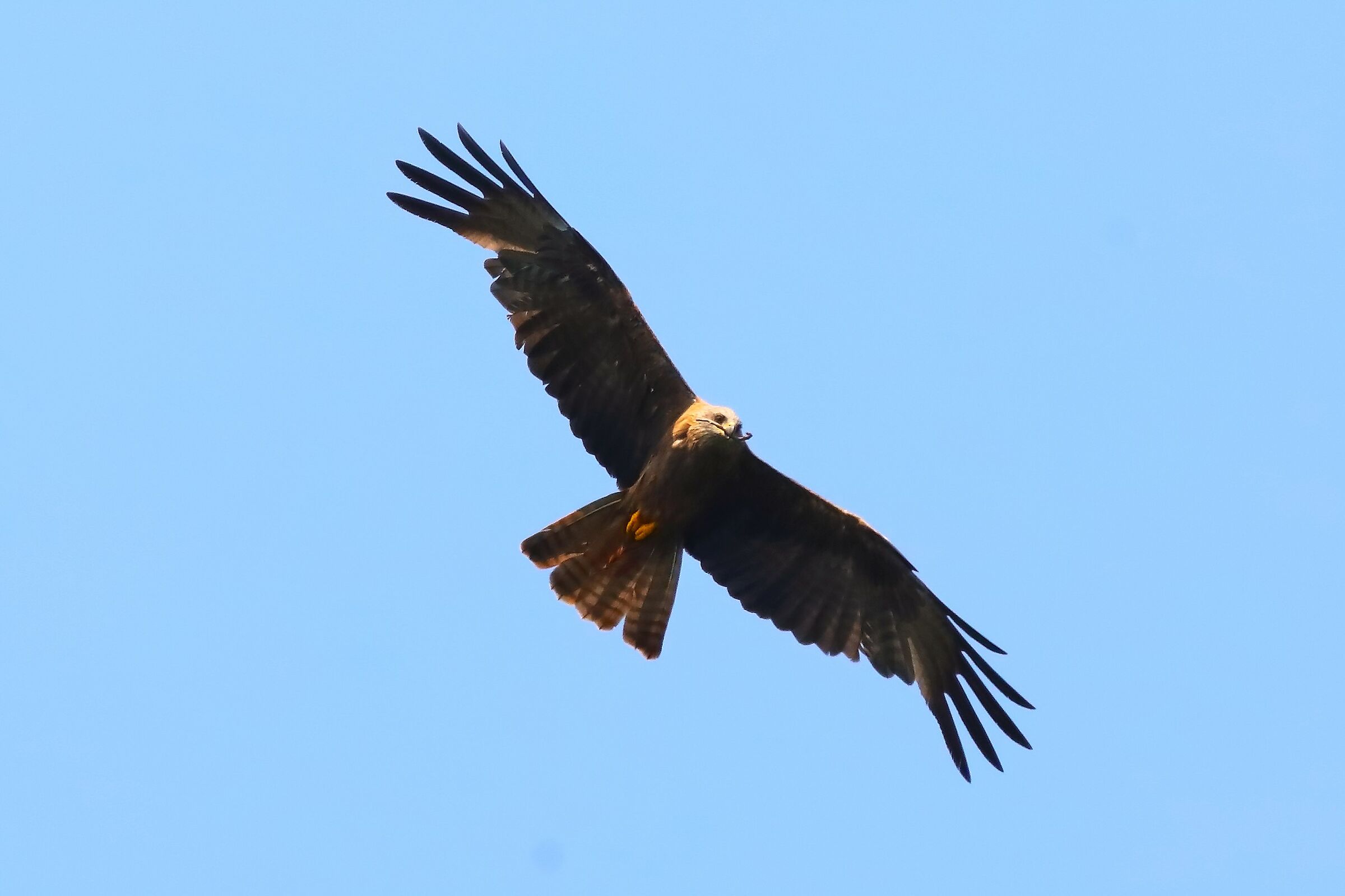 Black Kite 11-07-2023