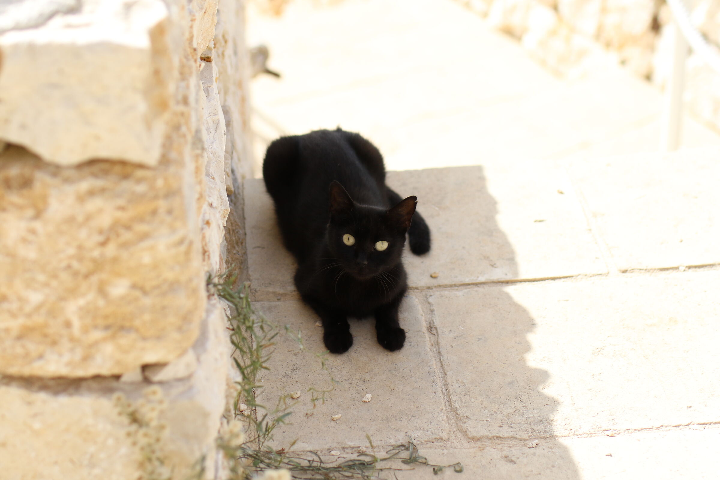 @ f. 2.5, " 1/8 mila ", Milvus 50, 1.4 - Canon 7 D II