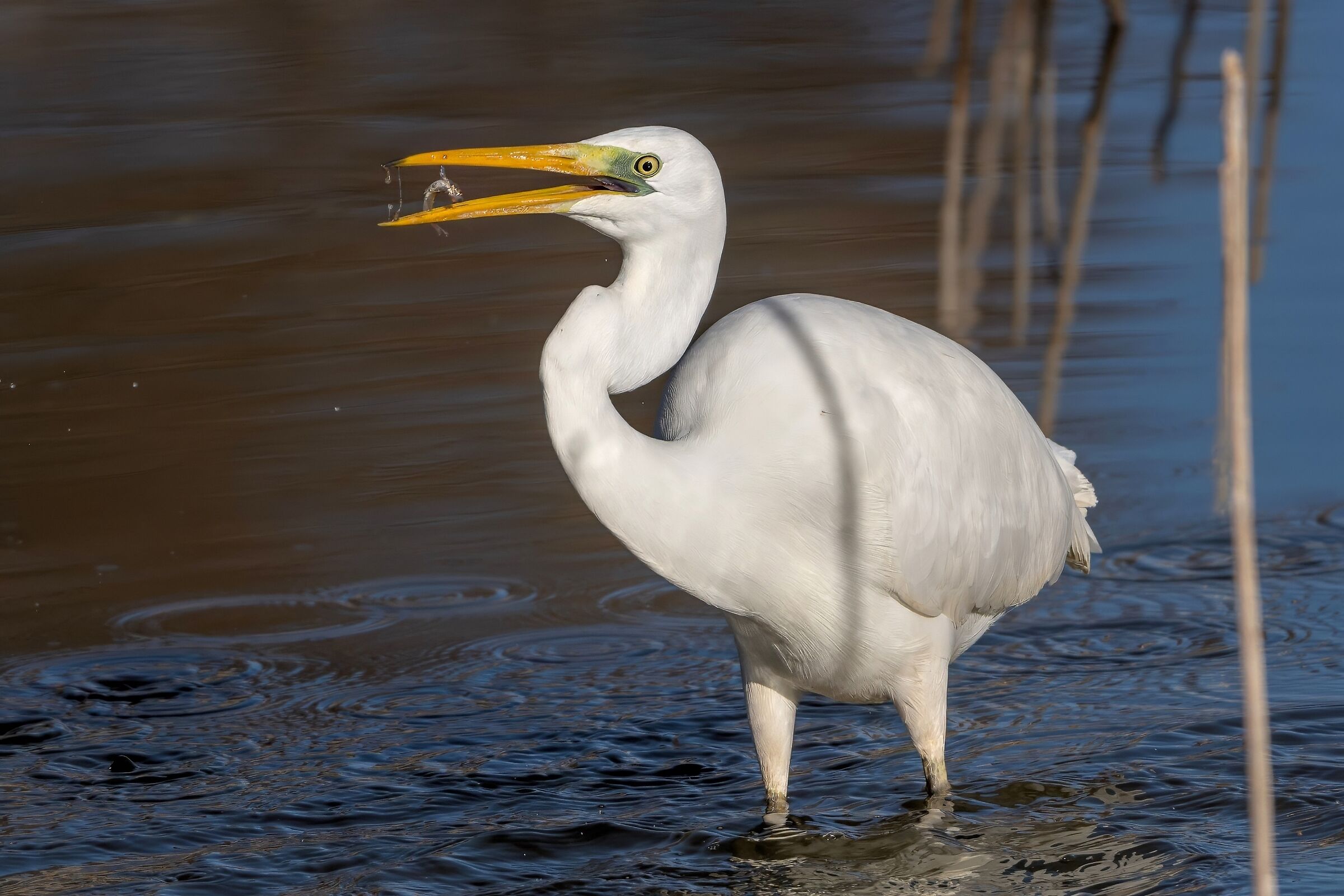 Airone bianco maggiore (Casmerodius albus)
