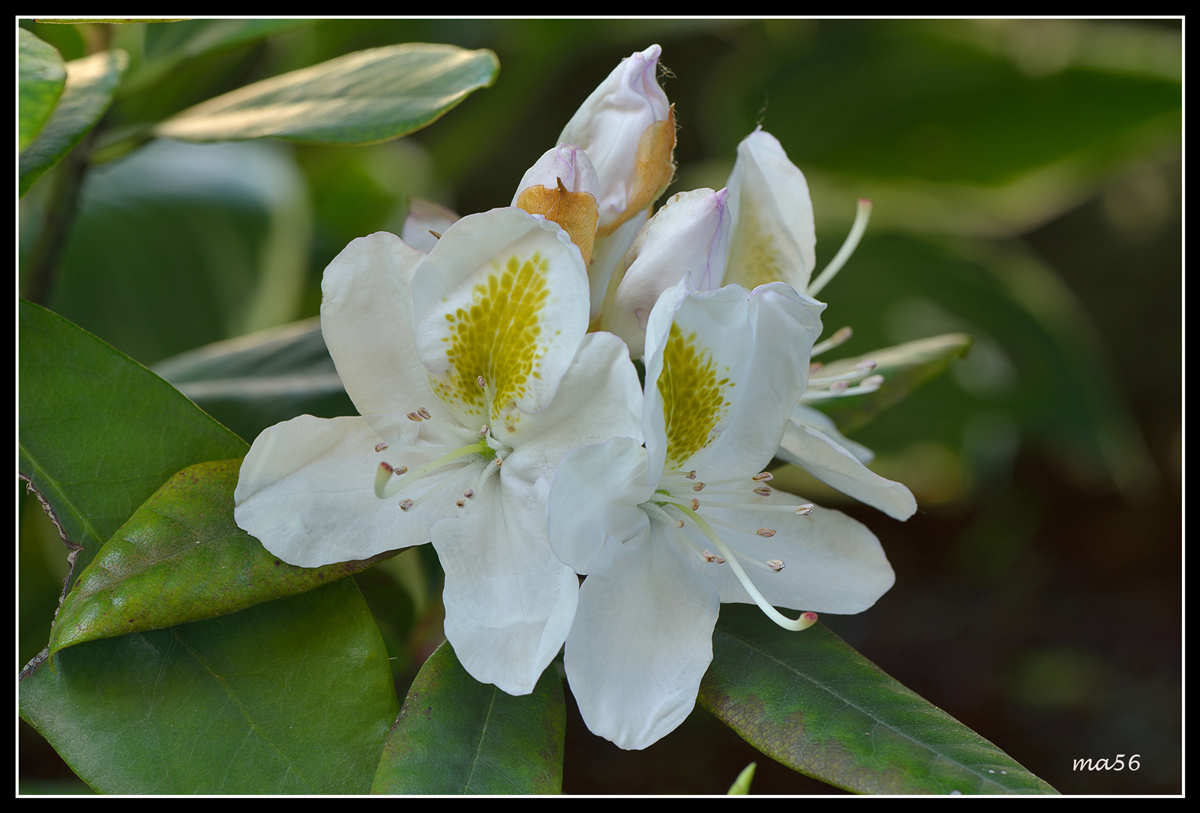 White rhododendron