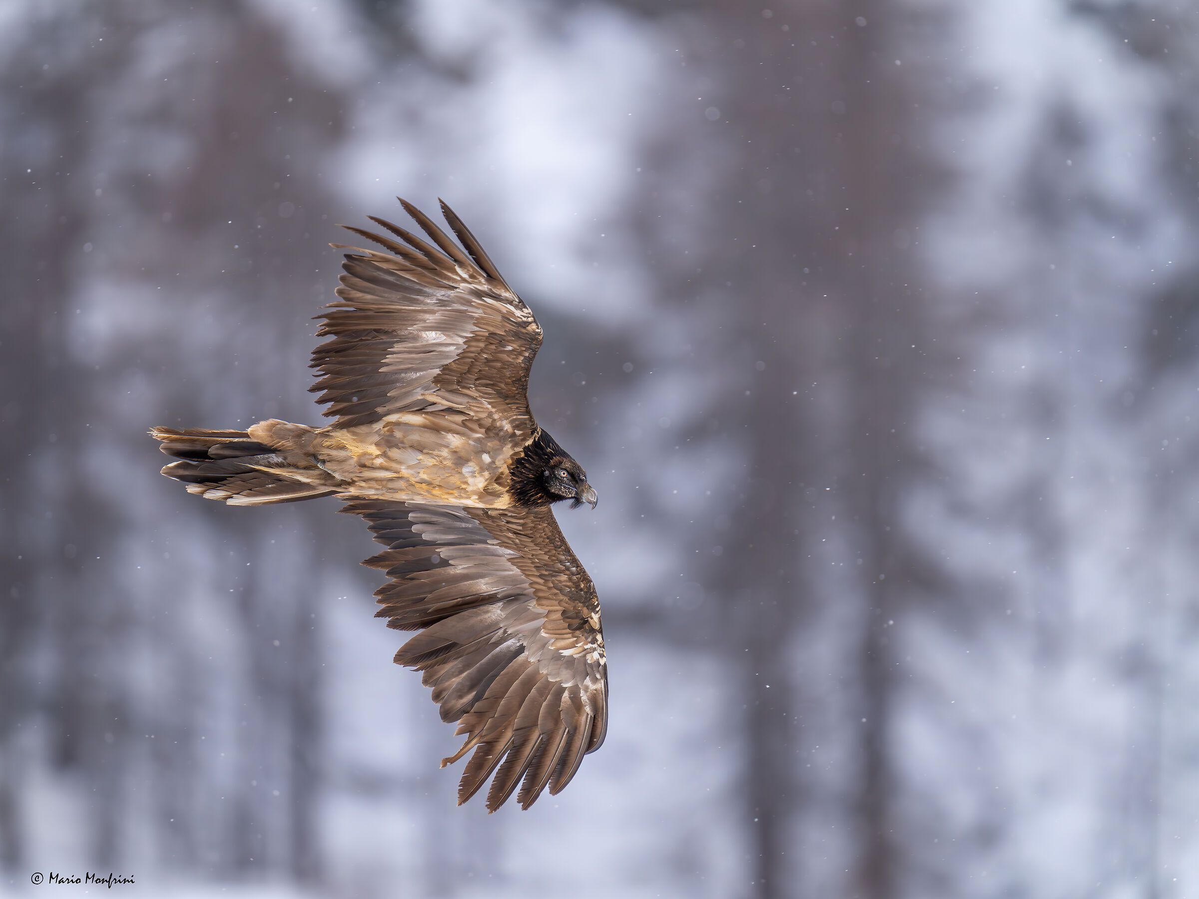 Bearded vulture (Gypaetus barbatus) under a light snowfall