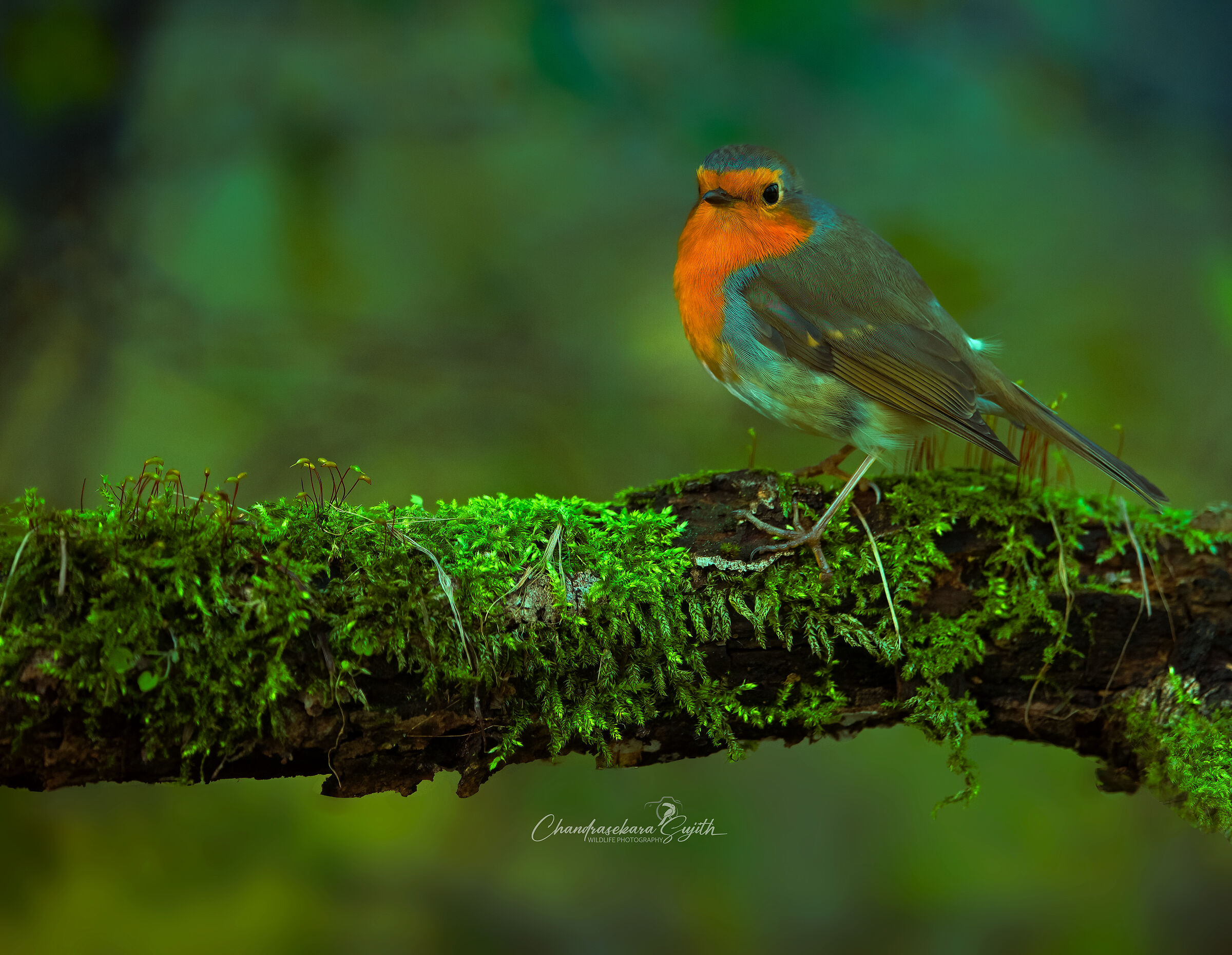 robin