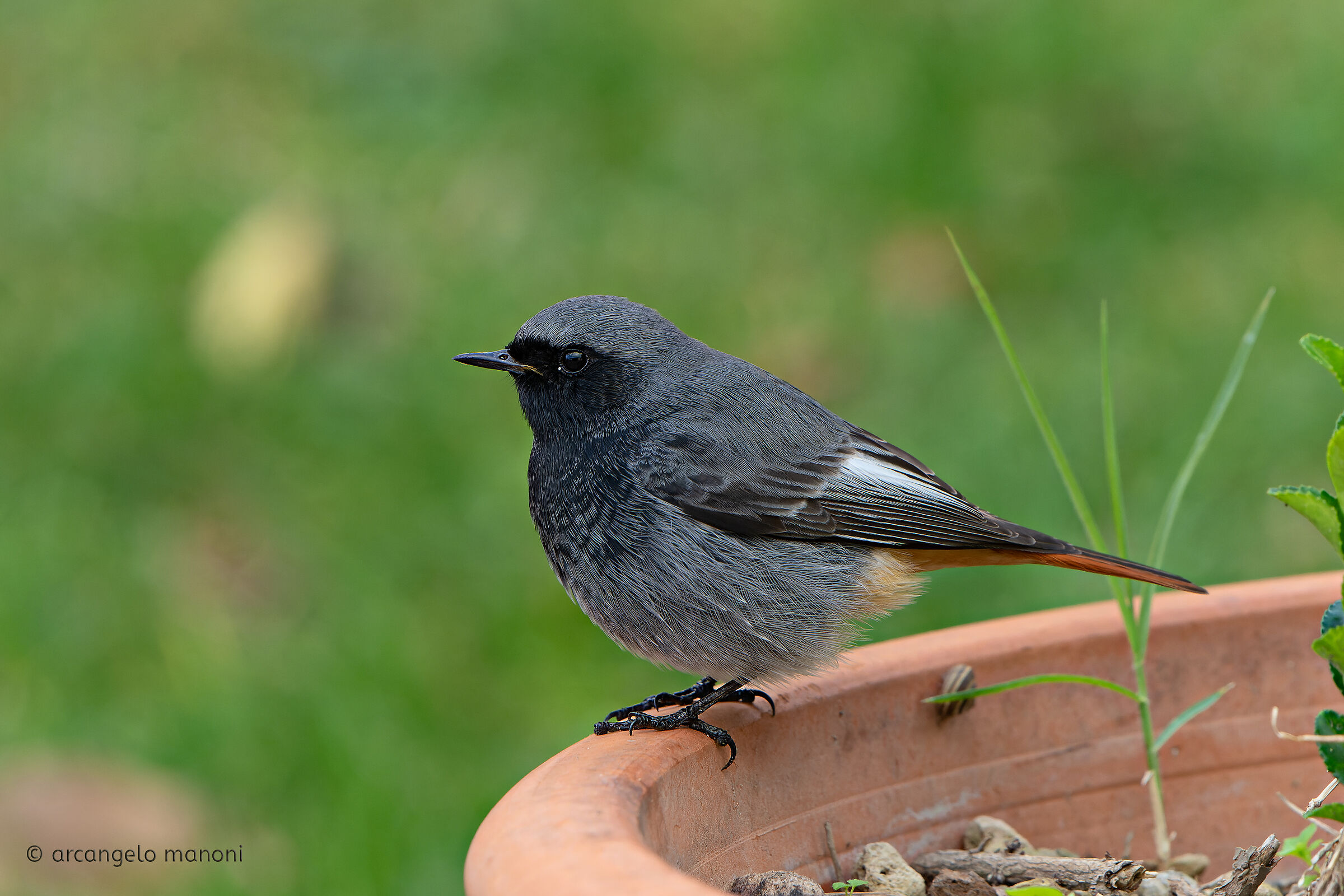 Un codirosso spazza maschio in giardino