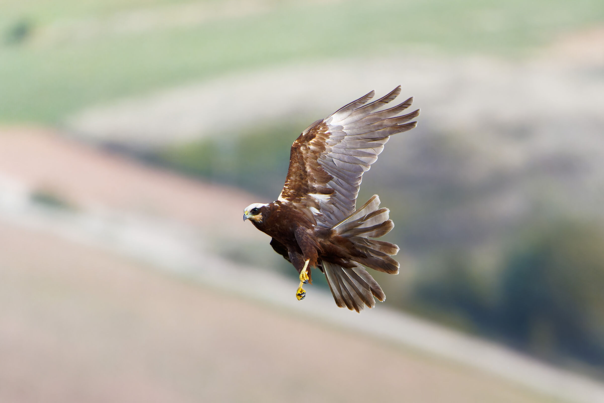 Falco di palude femmina
