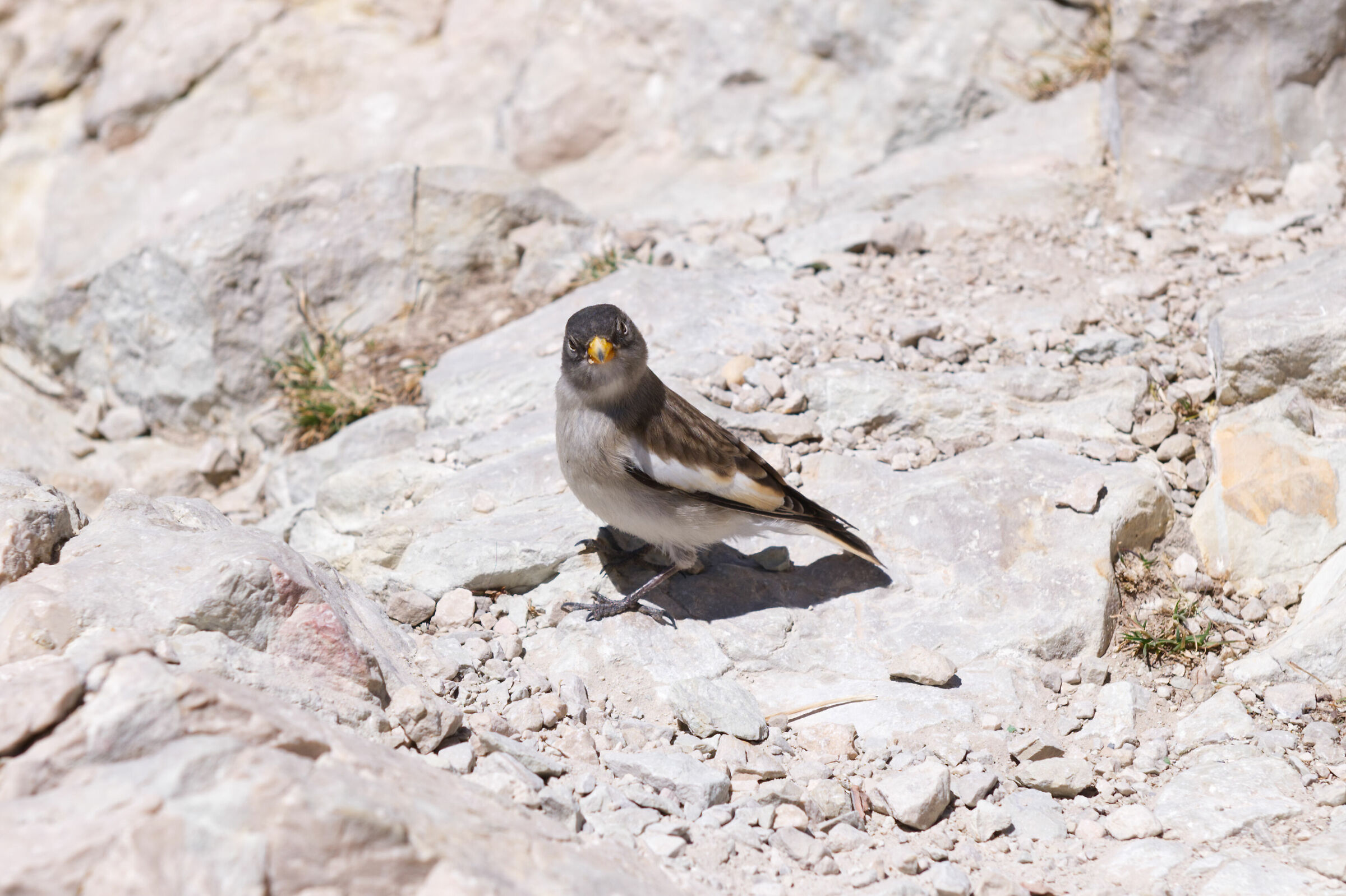 Fringuello alpino guardingo