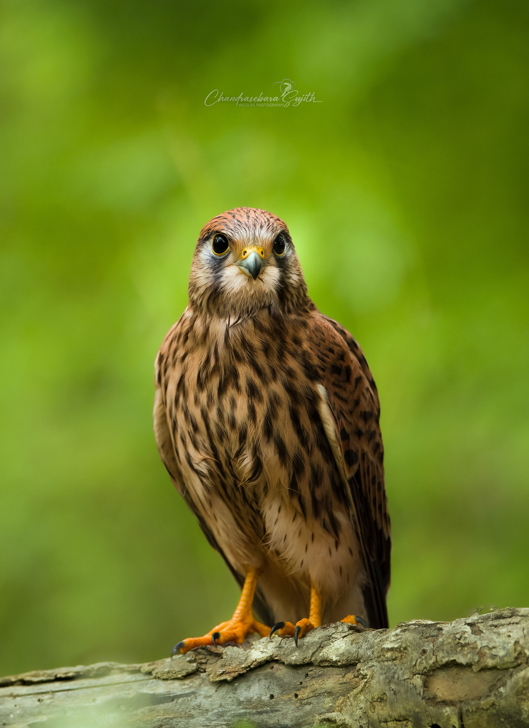 kestrel